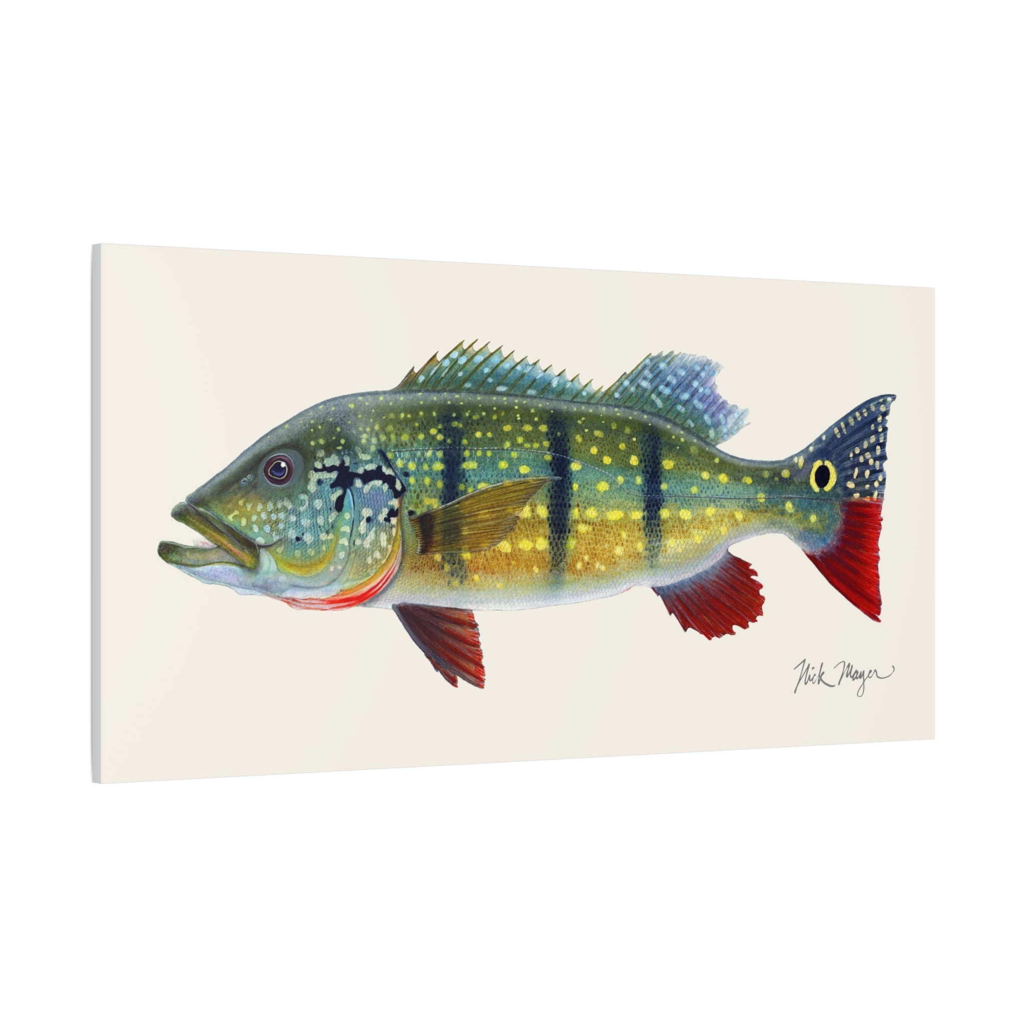 Peacock Bass Canvas Print