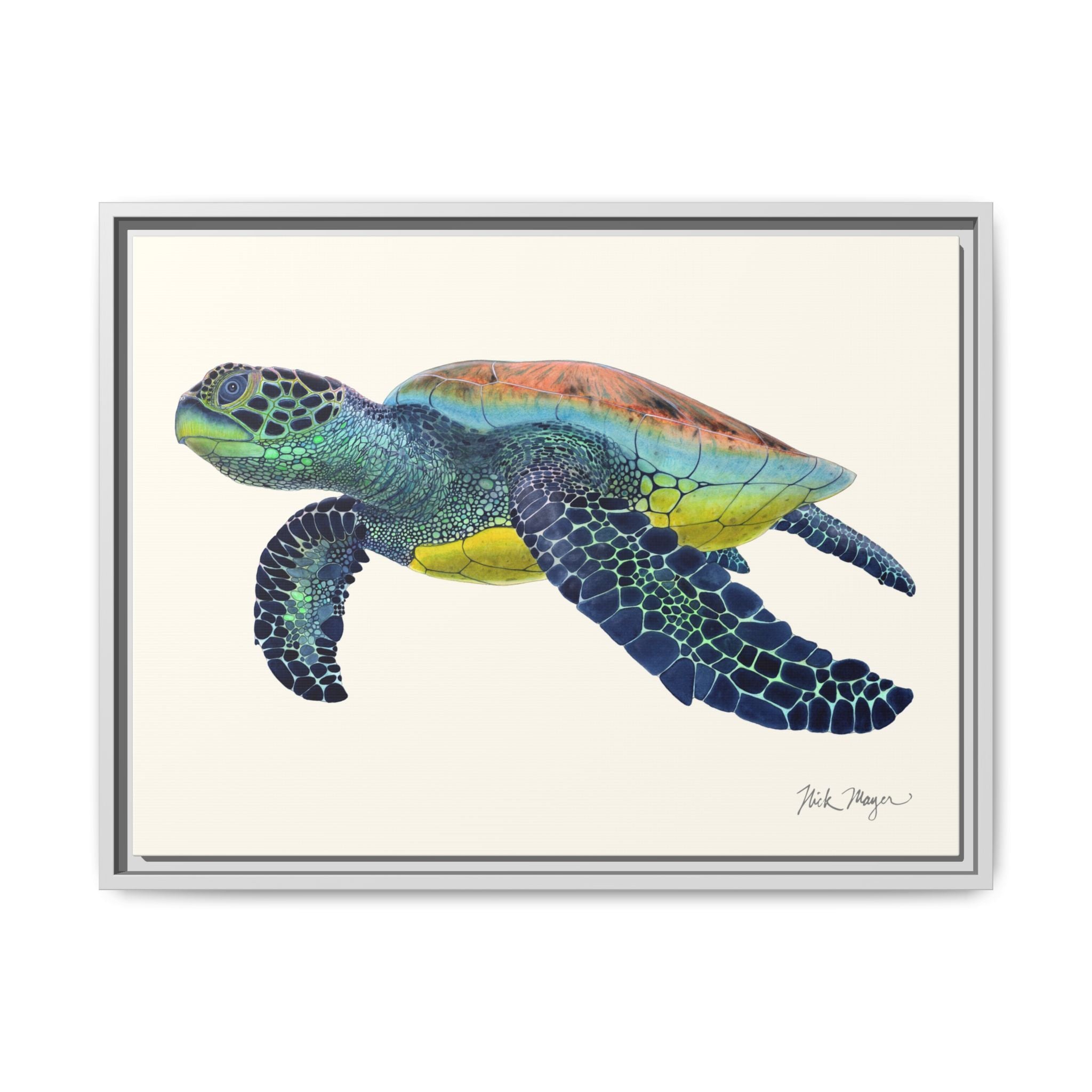 Green Sea Turtle II Framed Canvas Print
