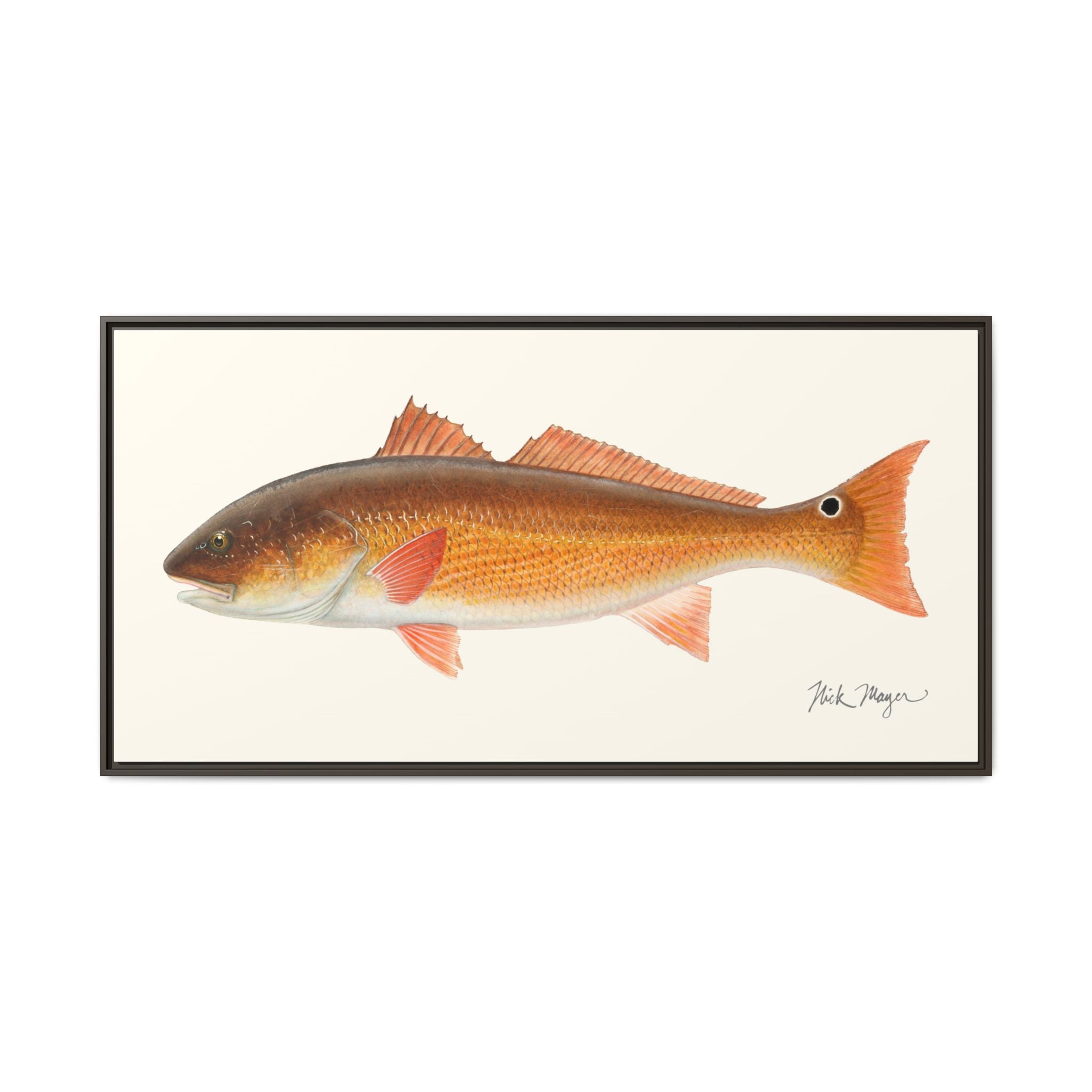 Redfish, 15 lbs Framed Canvas Print Printify