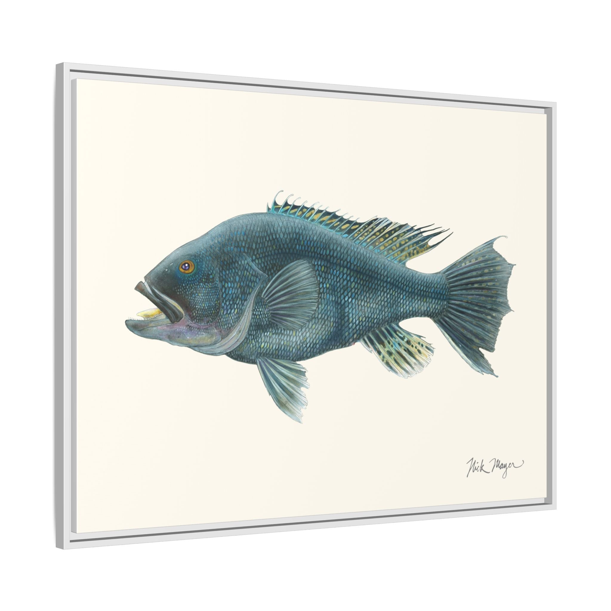 Black Sea Bass Framed Canvas Print Printify