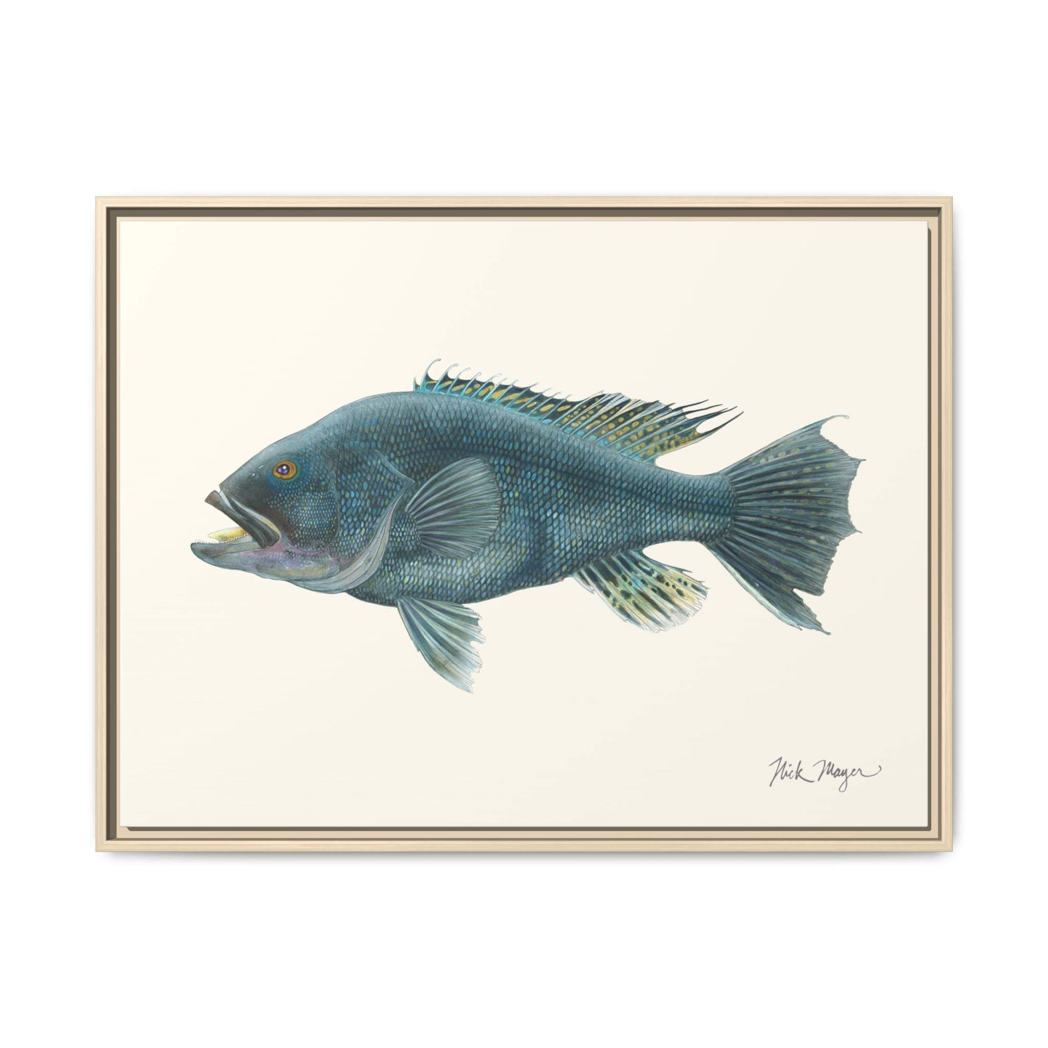 Black Sea Bass Framed Canvas Print Printify