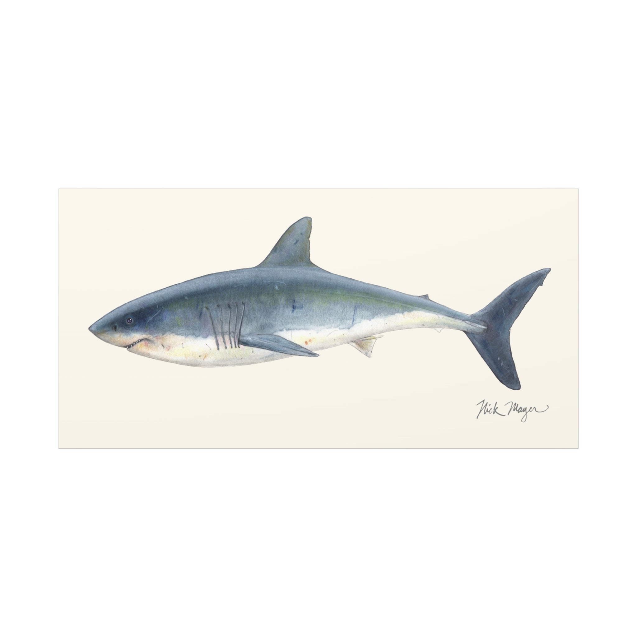 Great White Shark Canvas Print
