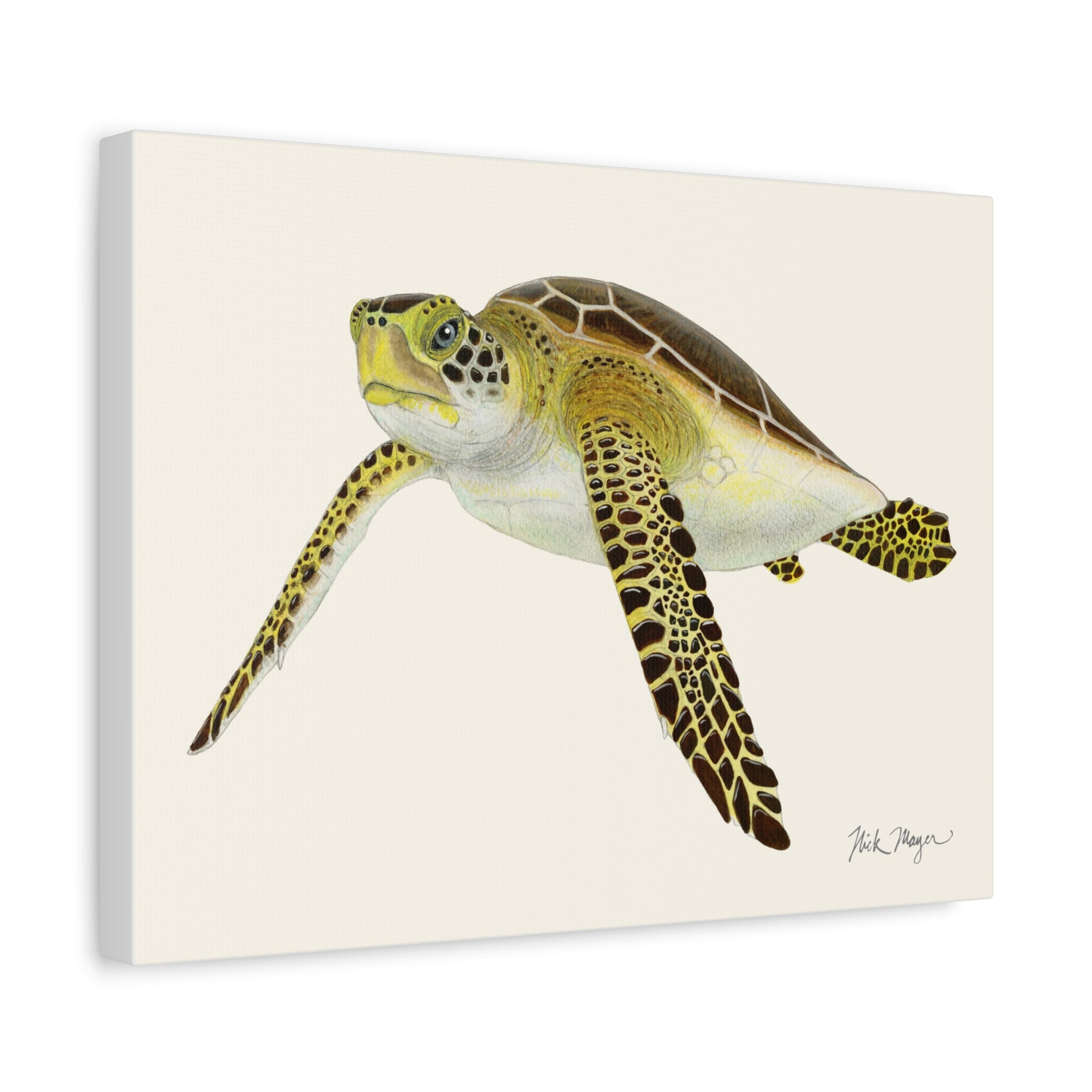 Juvenile Green Sea Turtle III Canvas Print