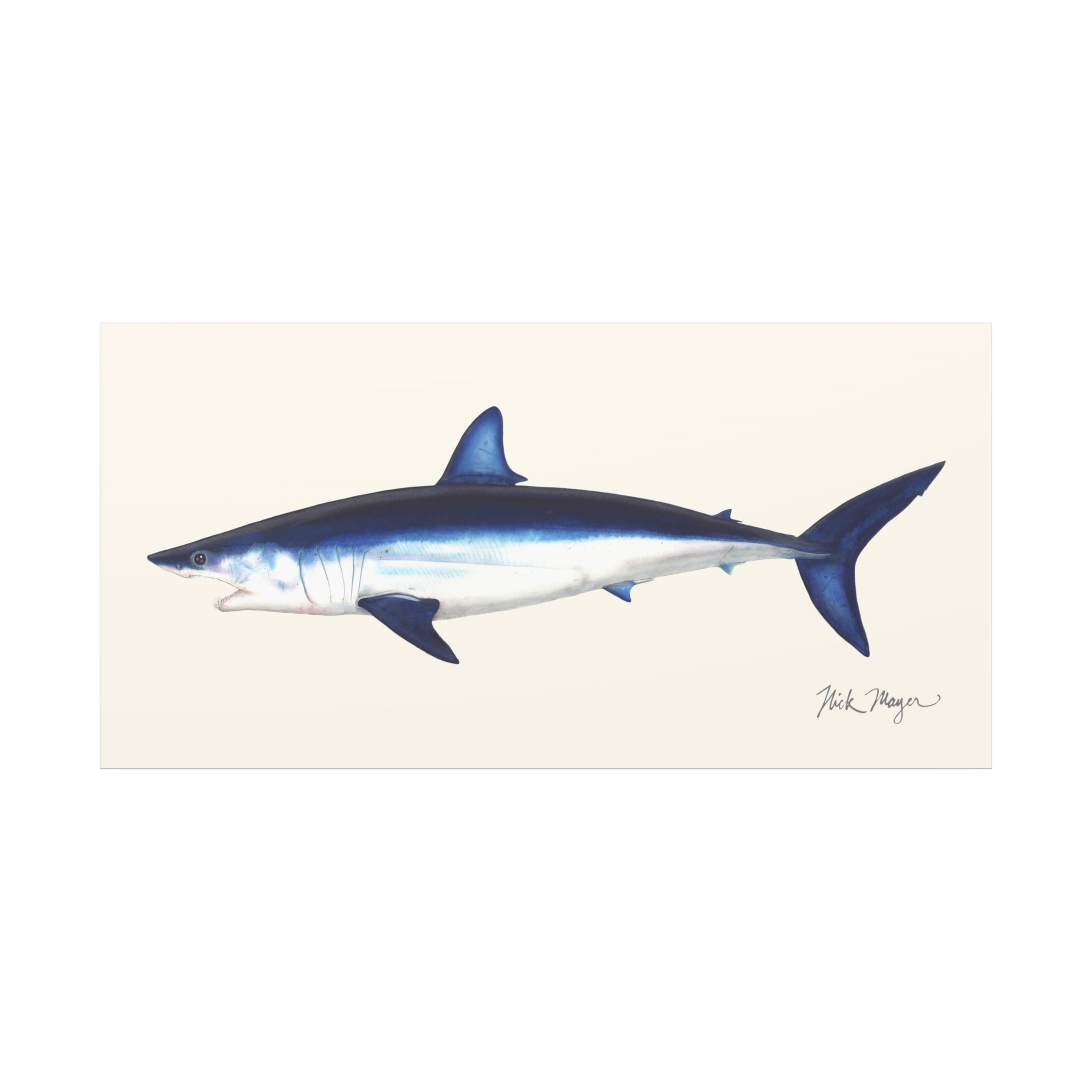 Mako Shark Canvas Print, up to 30 x 60