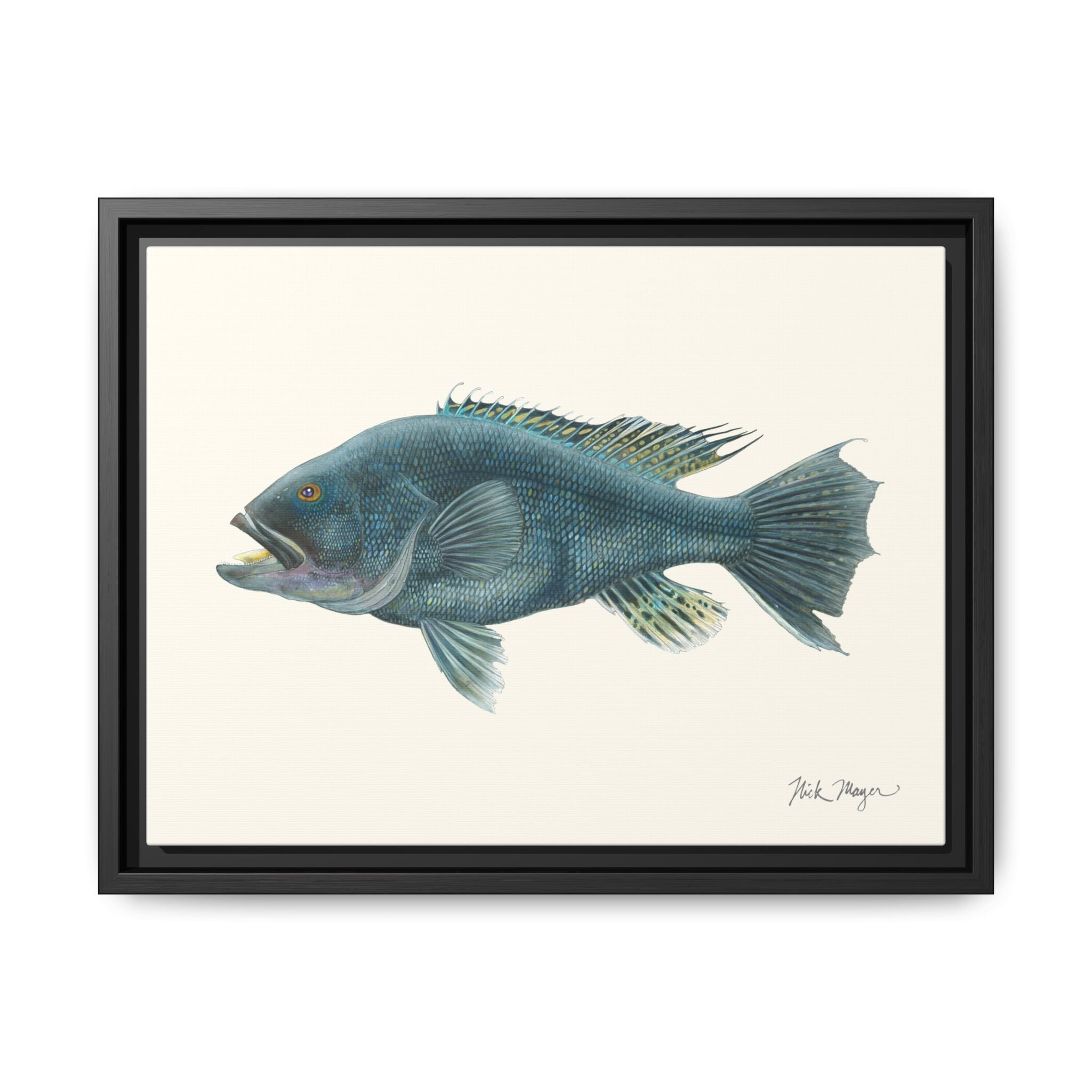 Black Sea Bass Framed Canvas Print Printify