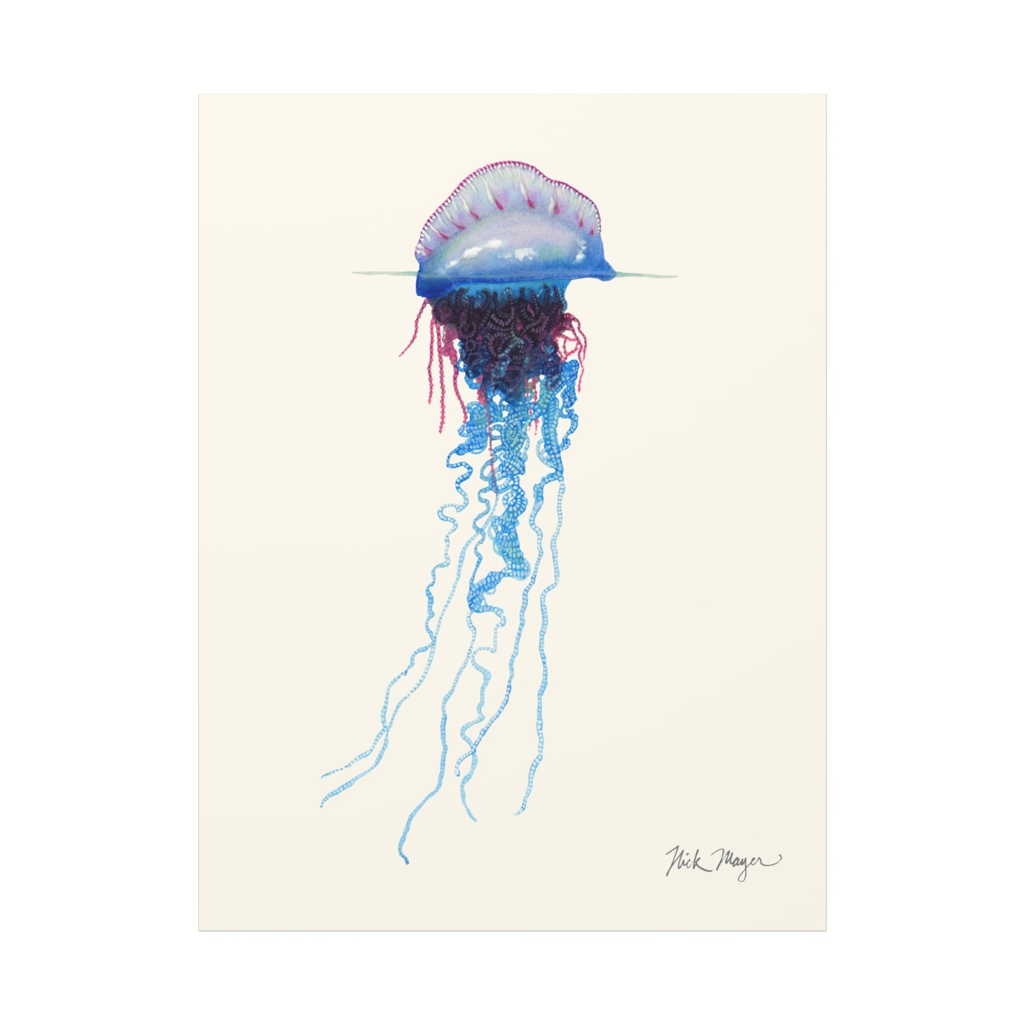 Portuguese Man O' War Canvas Print