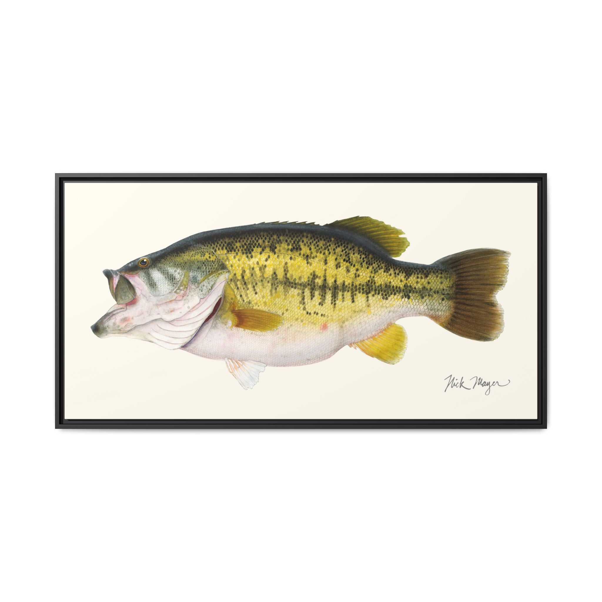 Largemouth Bass II Framed Canvas Print