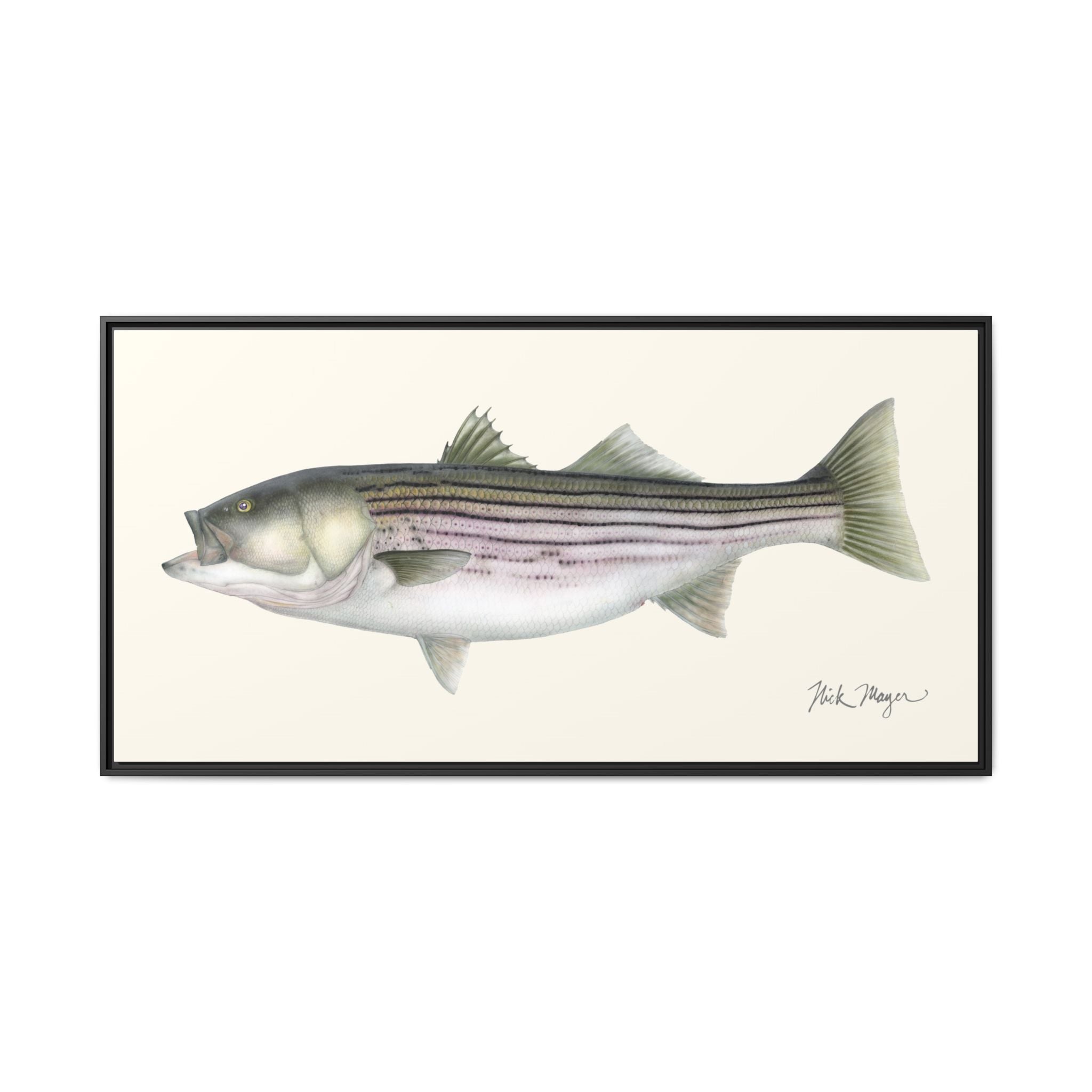 Striped Bass, 30 lbs Framed Canvas Print Printify