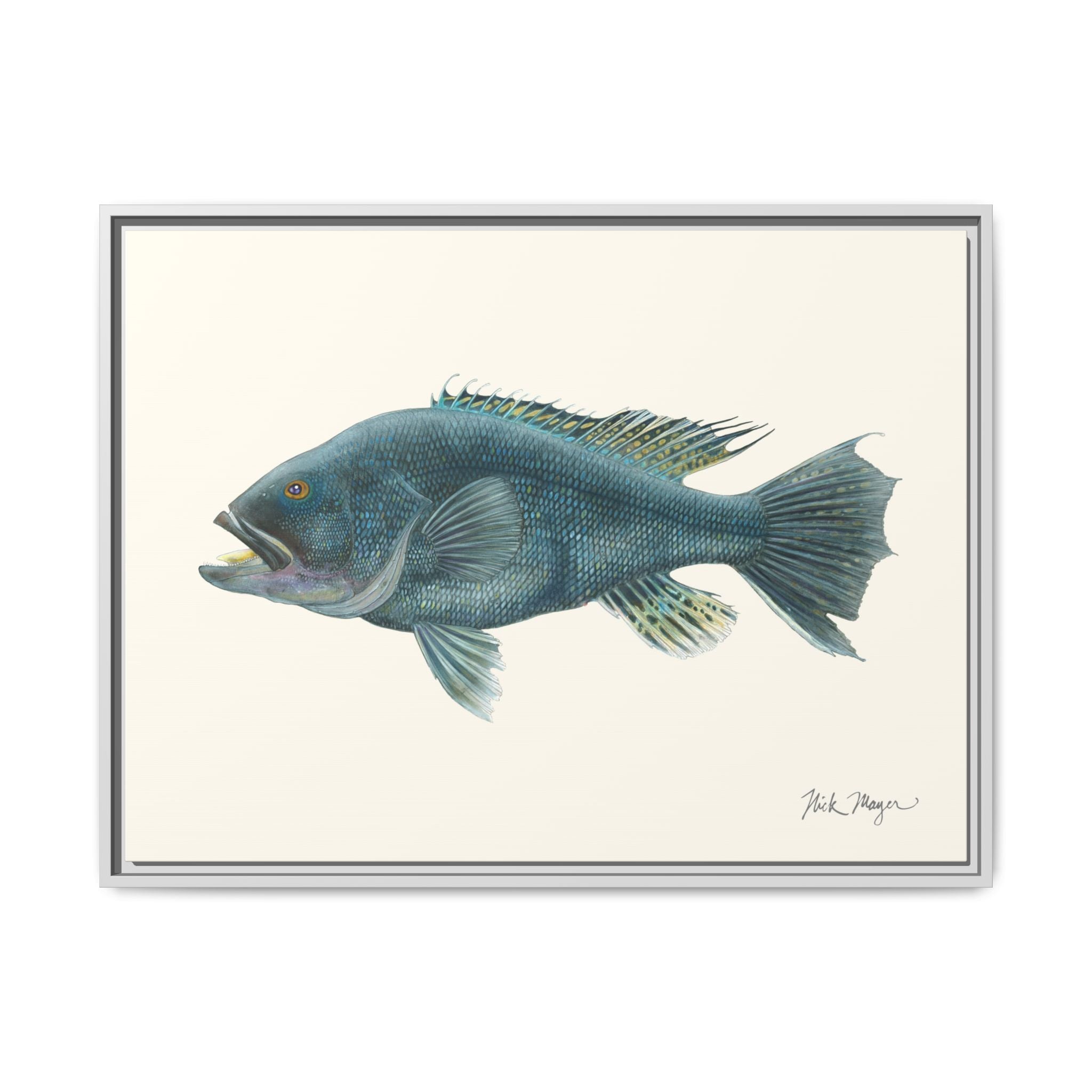 Black Sea Bass Framed Canvas Print Printify