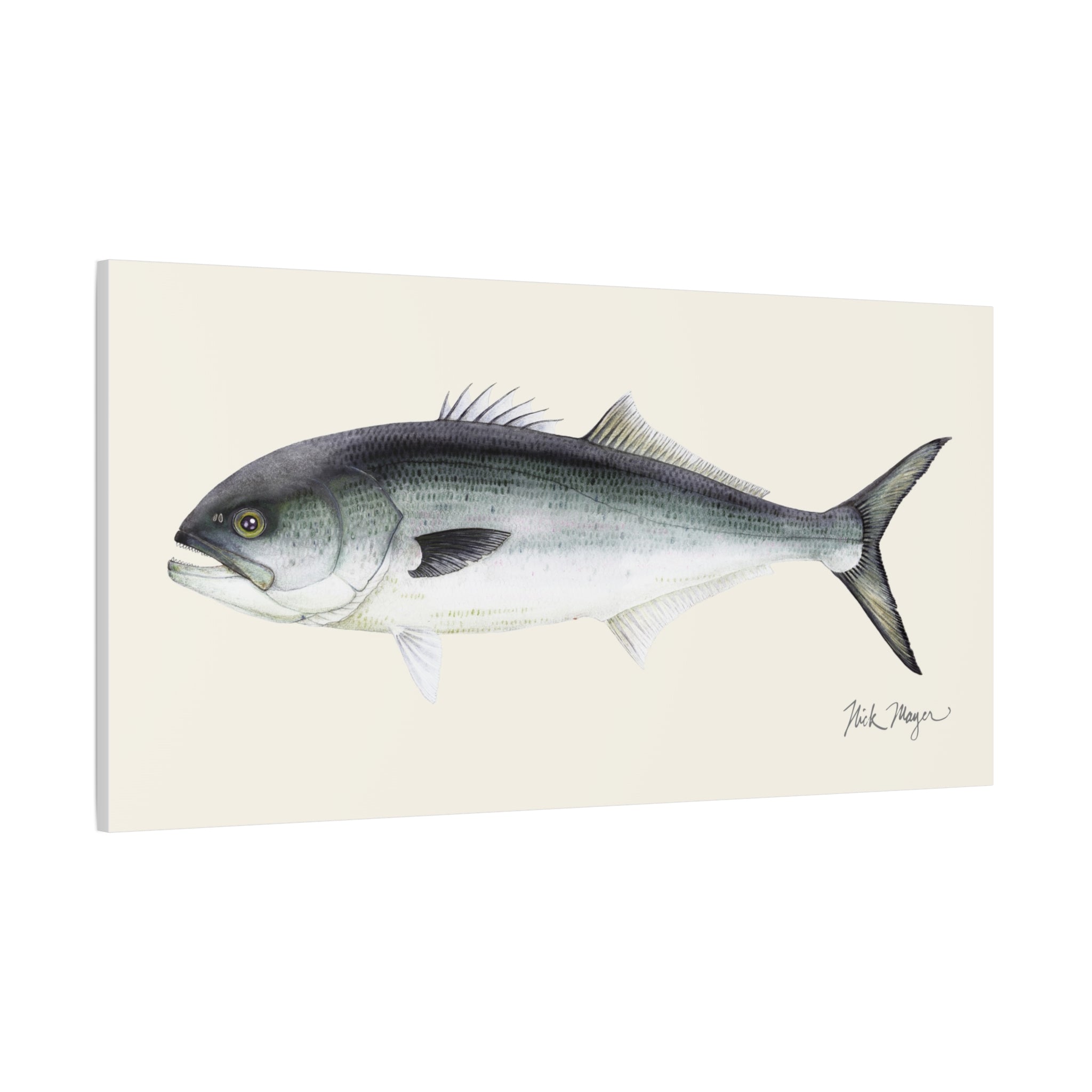 Bluefish Canvas Print