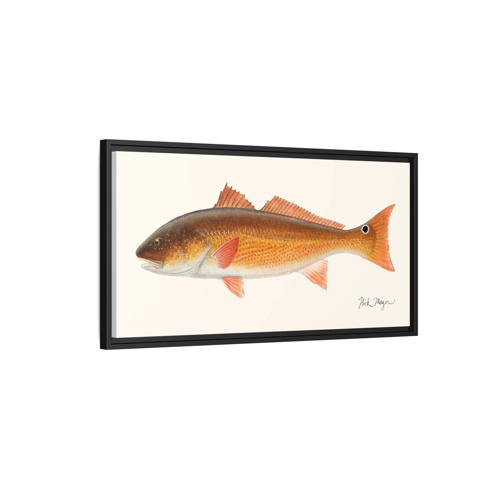 Redfish, 15 lbs Framed Canvas Print Printify