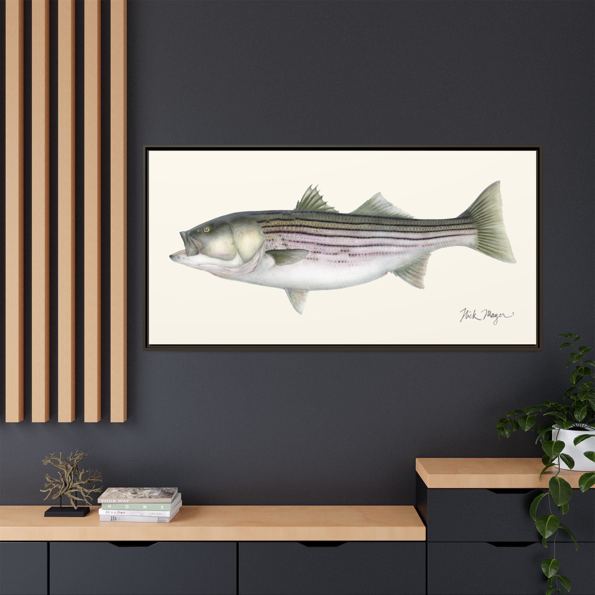 Striped Bass, 30 lbs Framed Canvas Print