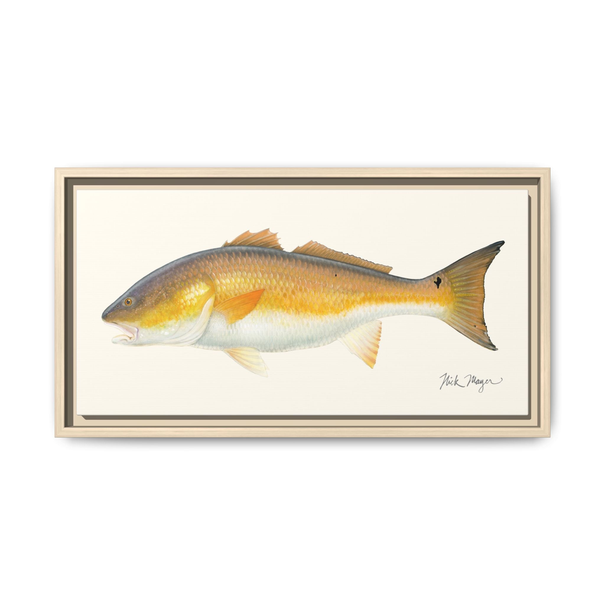 Bull Redfish Framed Canvas Print Printify