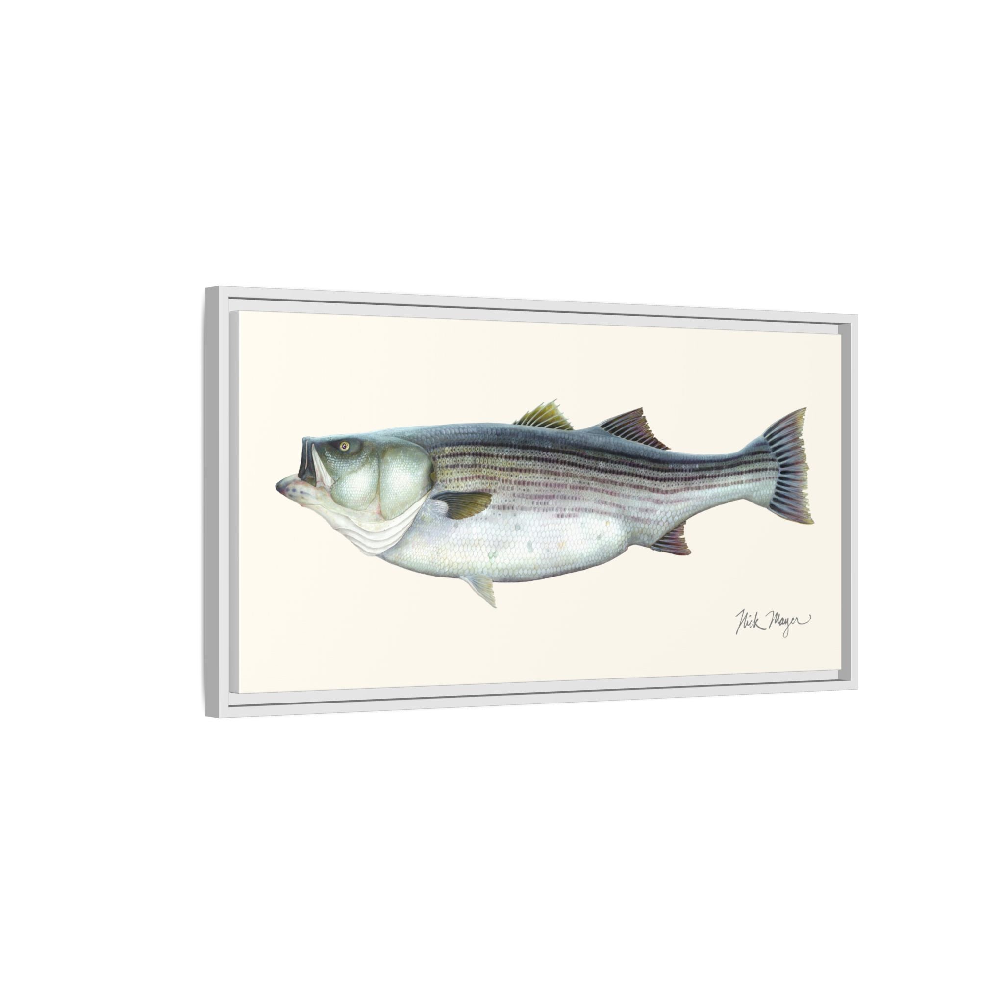 Striped Bass, 60 lbs Framed Canvas Print Printify