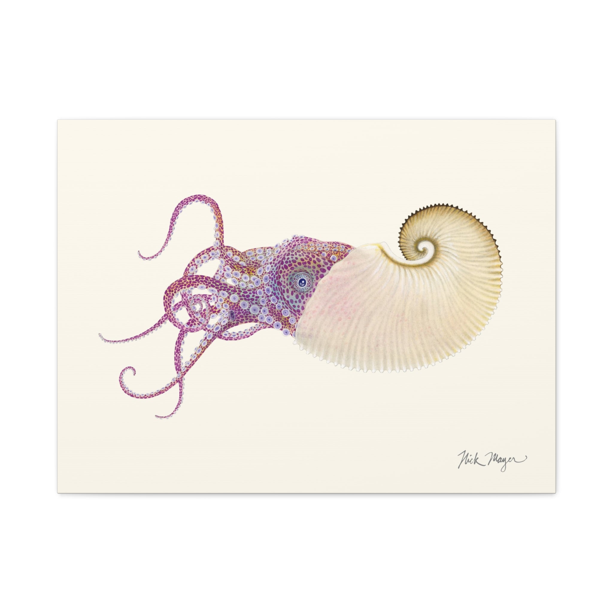 Paper Nautilus Canvas Print