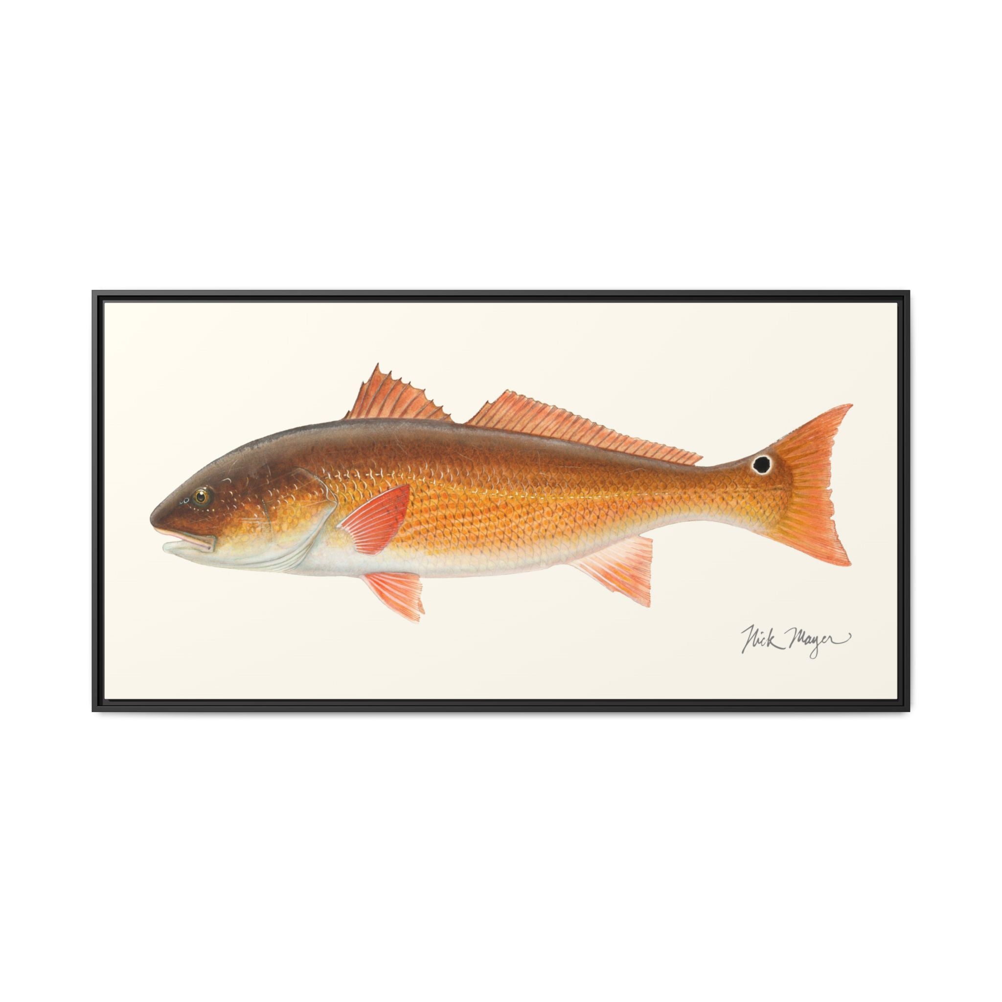 Redfish, 15 lbs Framed Canvas Print Printify