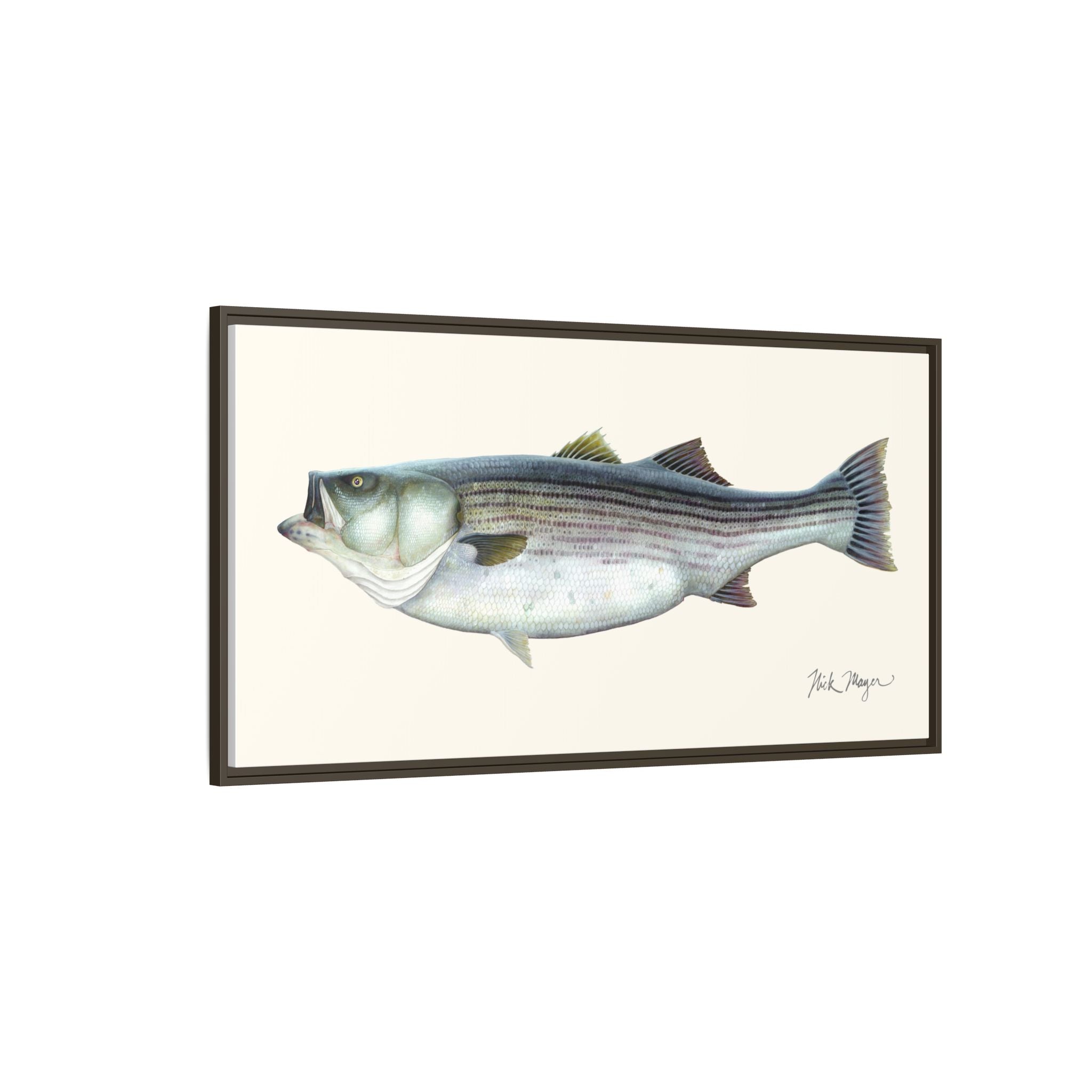 Striped Bass, 60 lbs Framed Canvas Print Printify