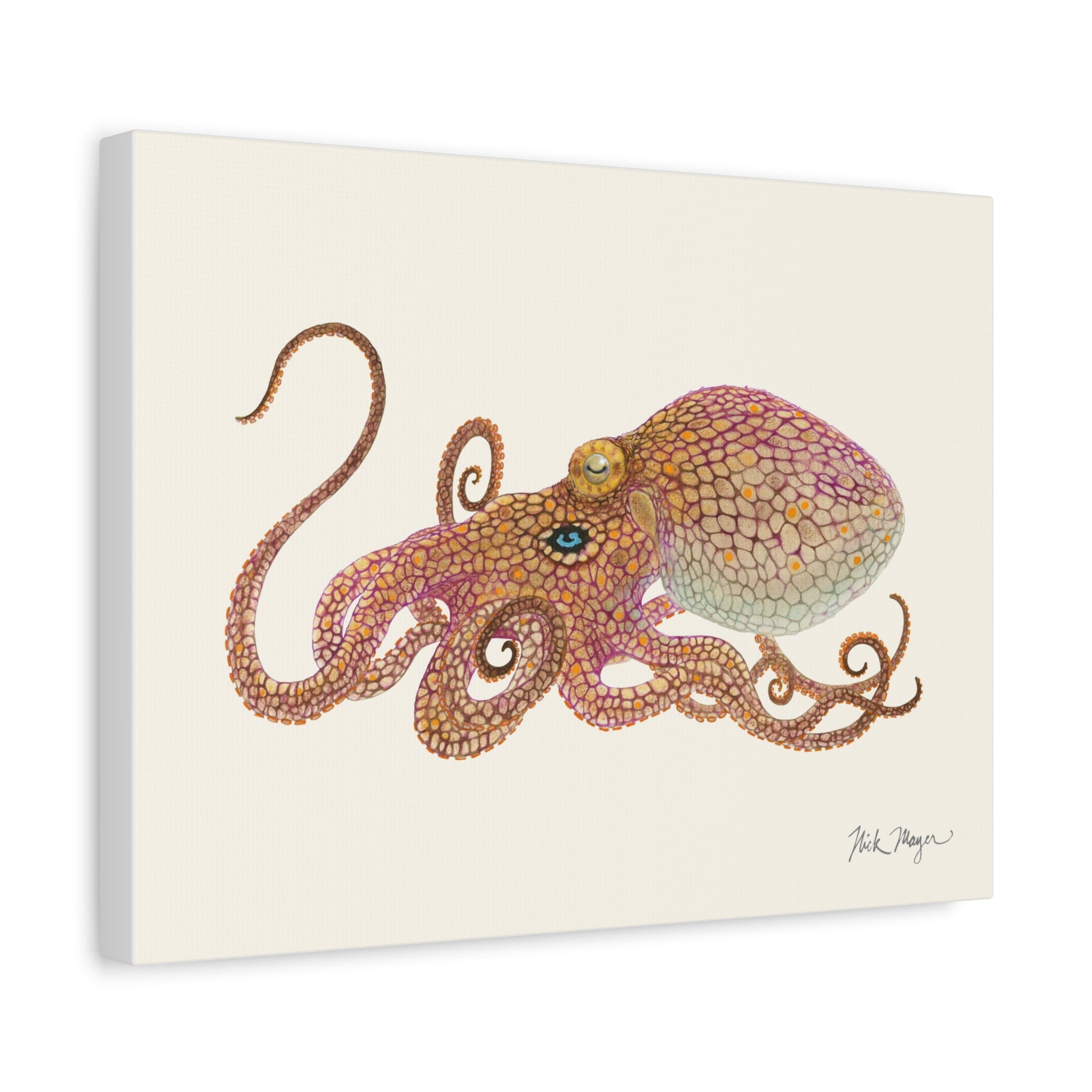 California Two Spot Octopus Canvas Print