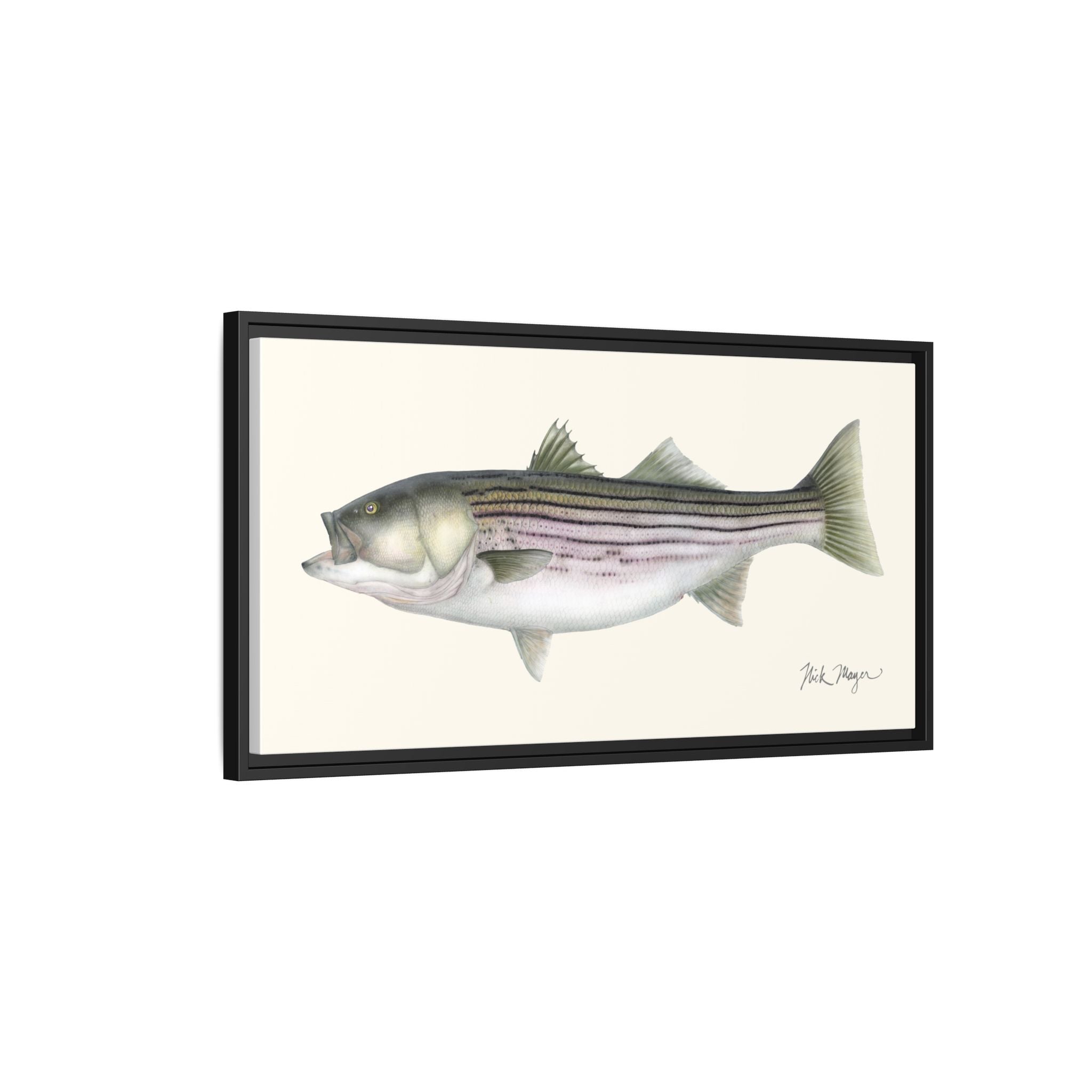 Striped Bass, 30 lbs Framed Canvas Print Printify