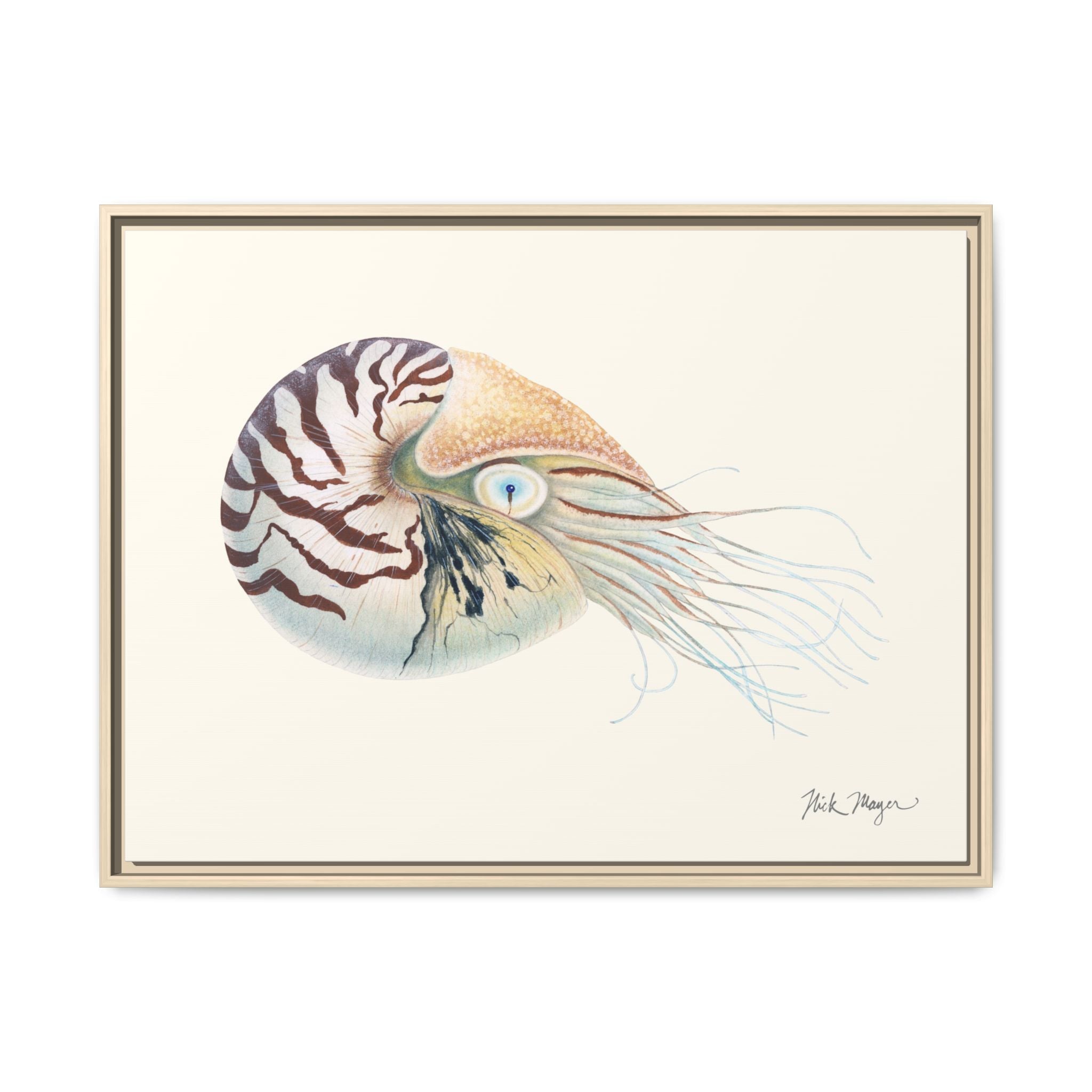 Chambered Nautilus Framed Canvas Print Printify