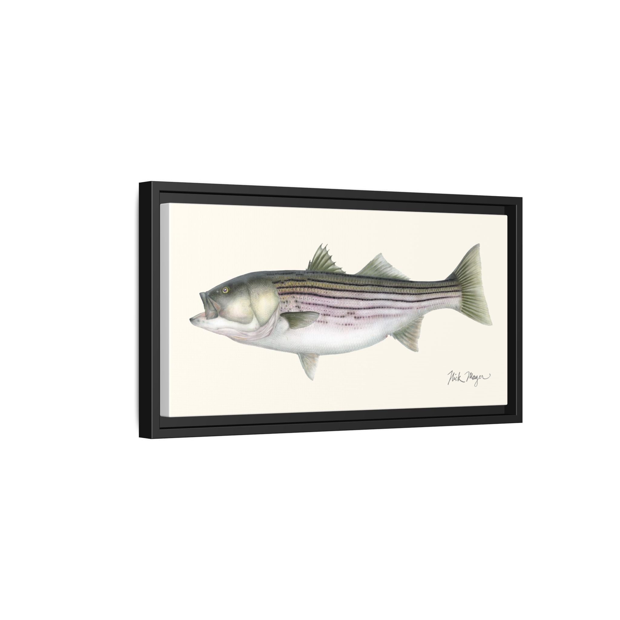 Striped Bass, 30 lbs Framed Canvas Print Printify