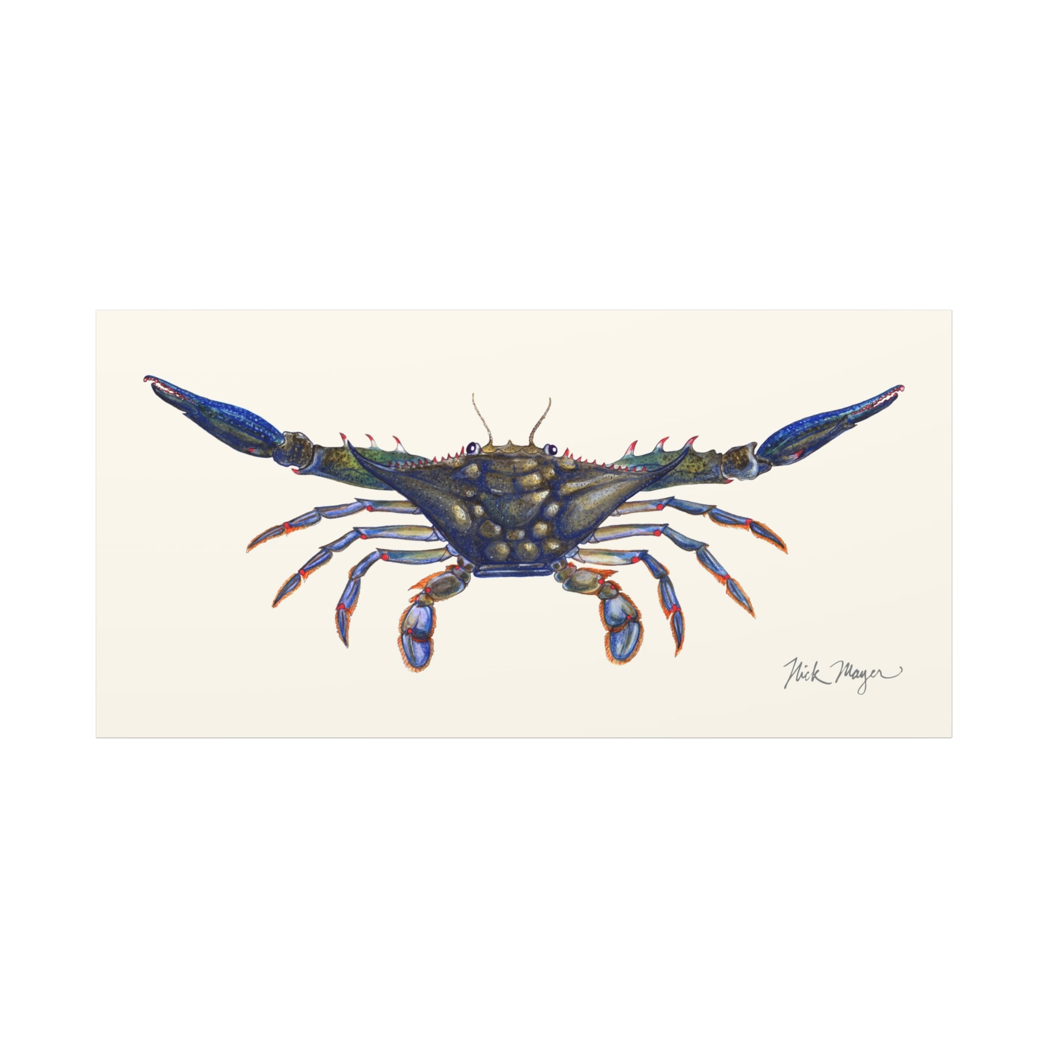 Blue Crab Claws Out Canvas Print