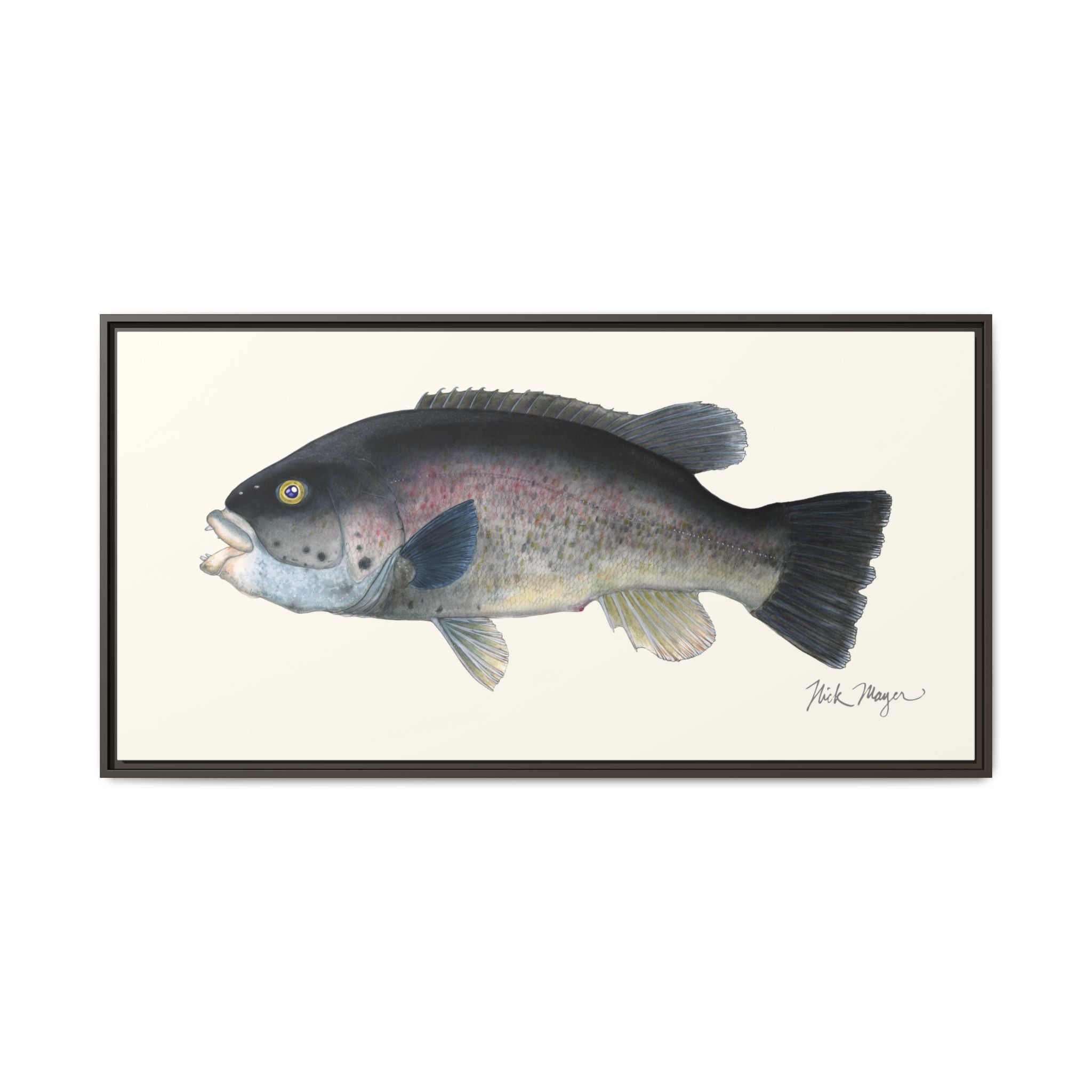 Tautog / Blackfish Framed Canvas Print Printify