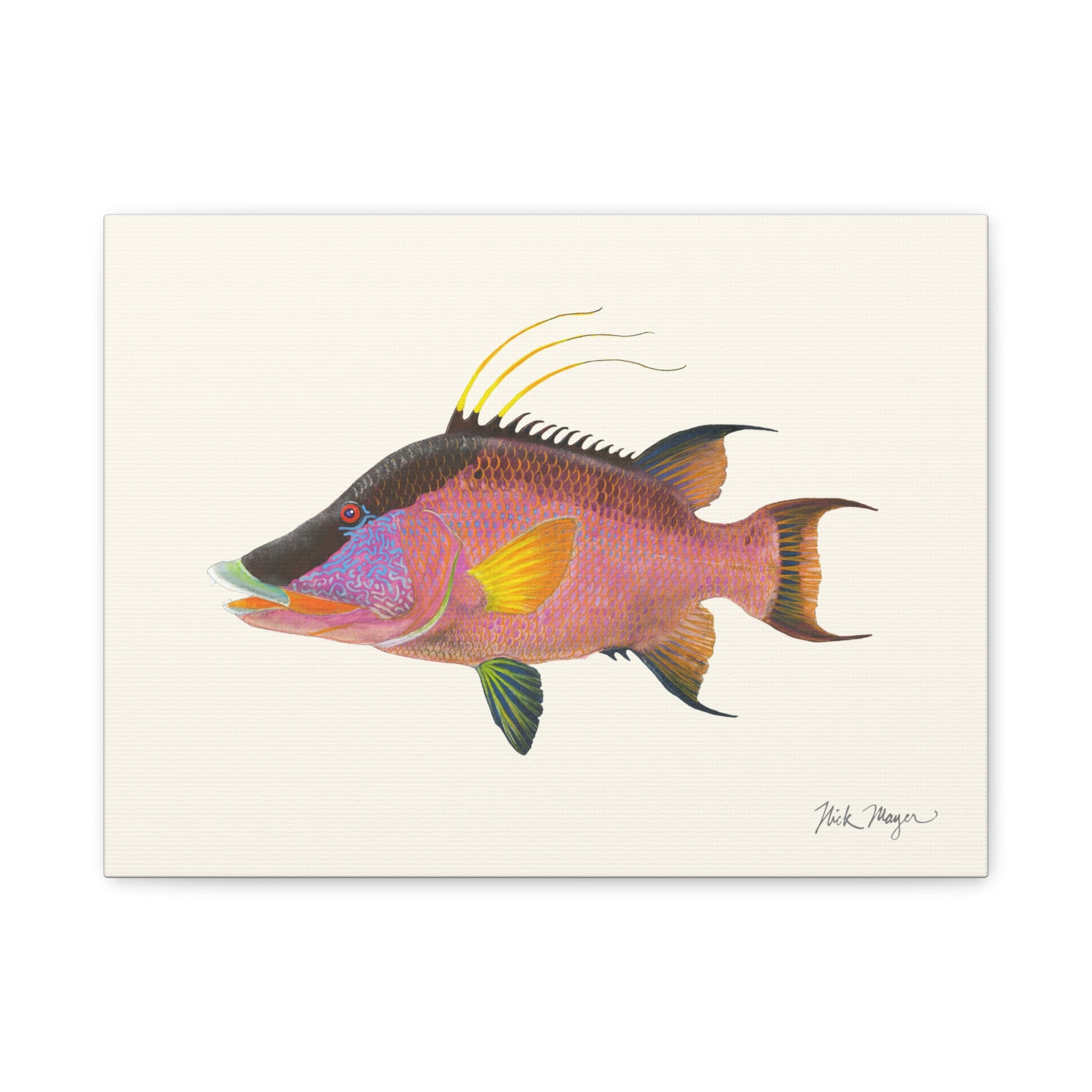 Hogfish Canvas Print