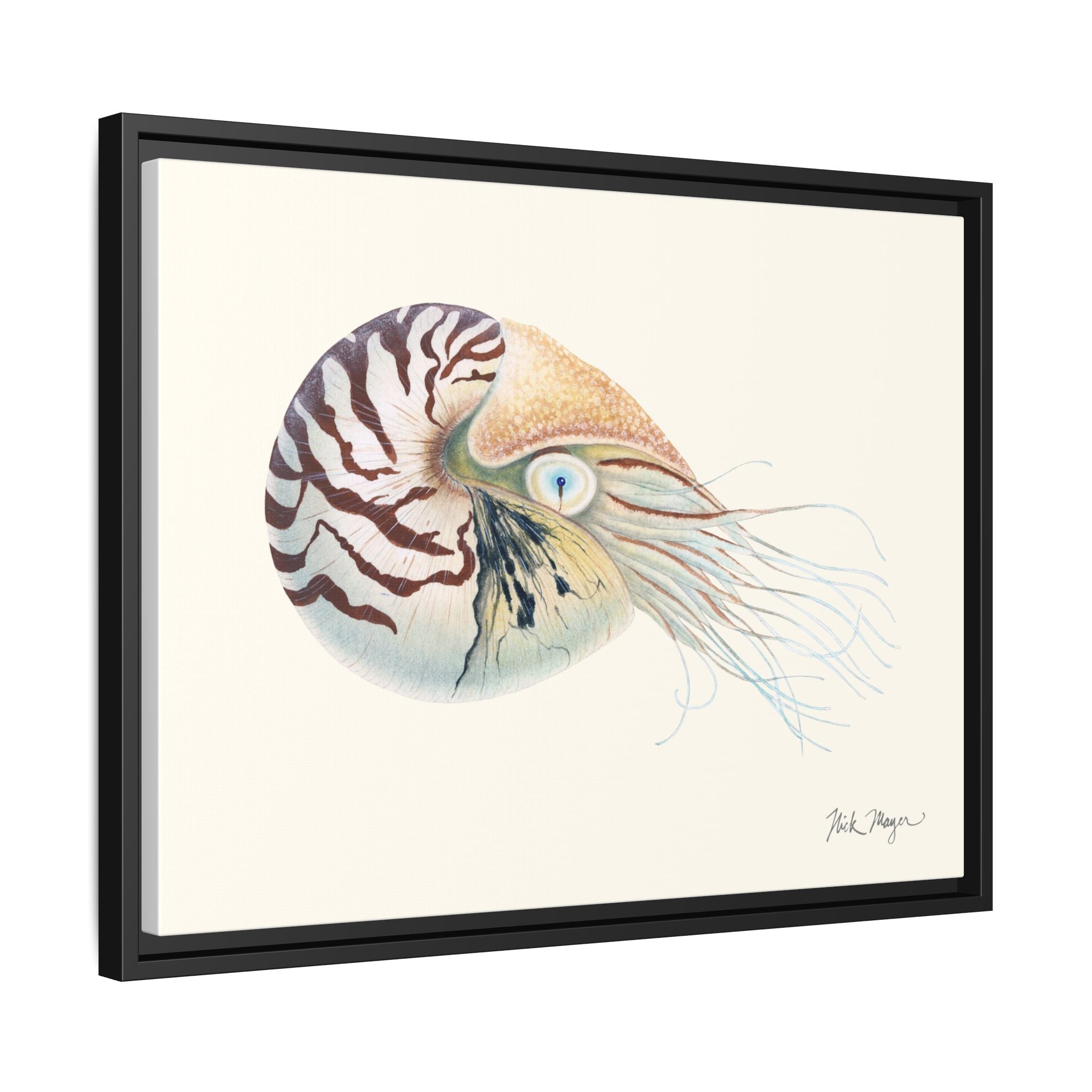 Chambered Nautilus Framed Canvas Print Printify