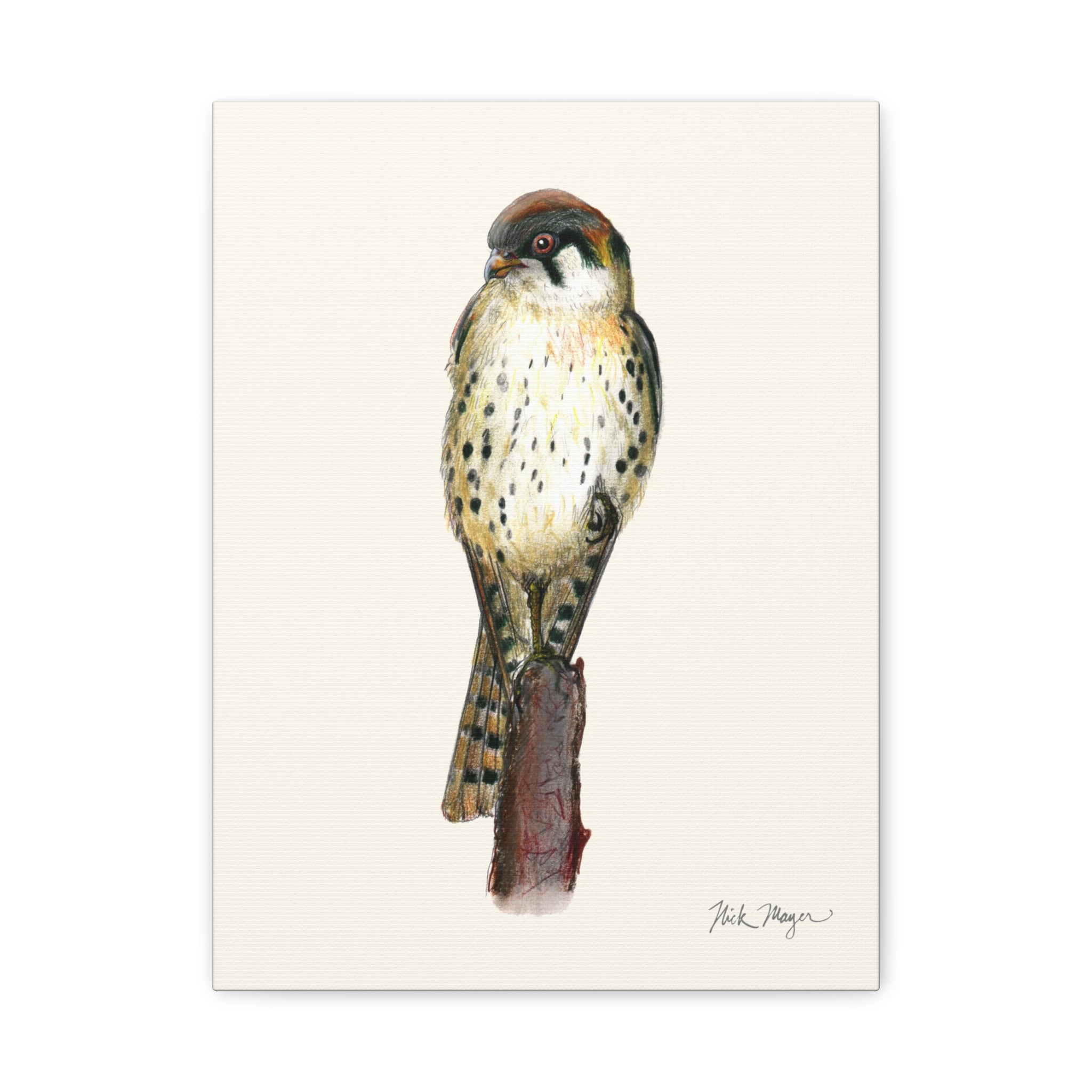 American Kestrel Canvas Print