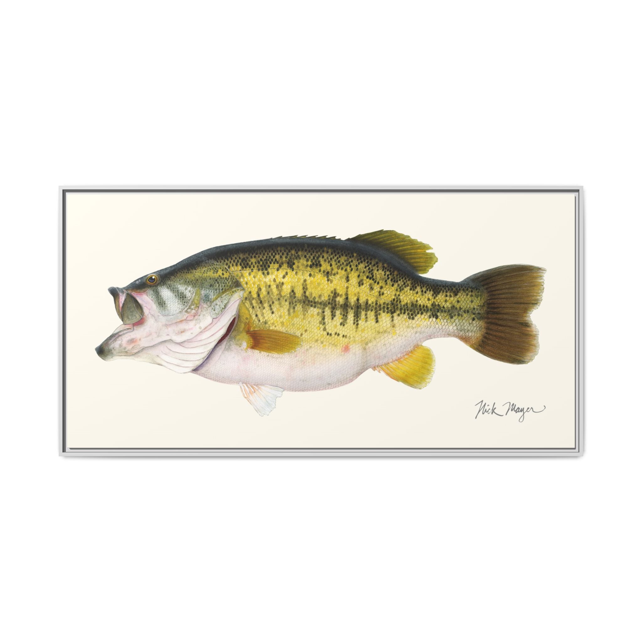 Largemouth Bass II Framed Canvas Print
