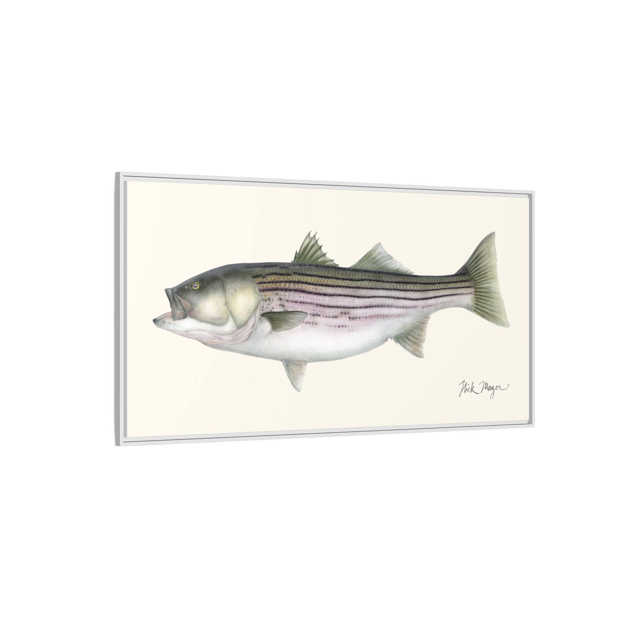 Striped Bass, 30 lbs Framed Canvas Print Printify