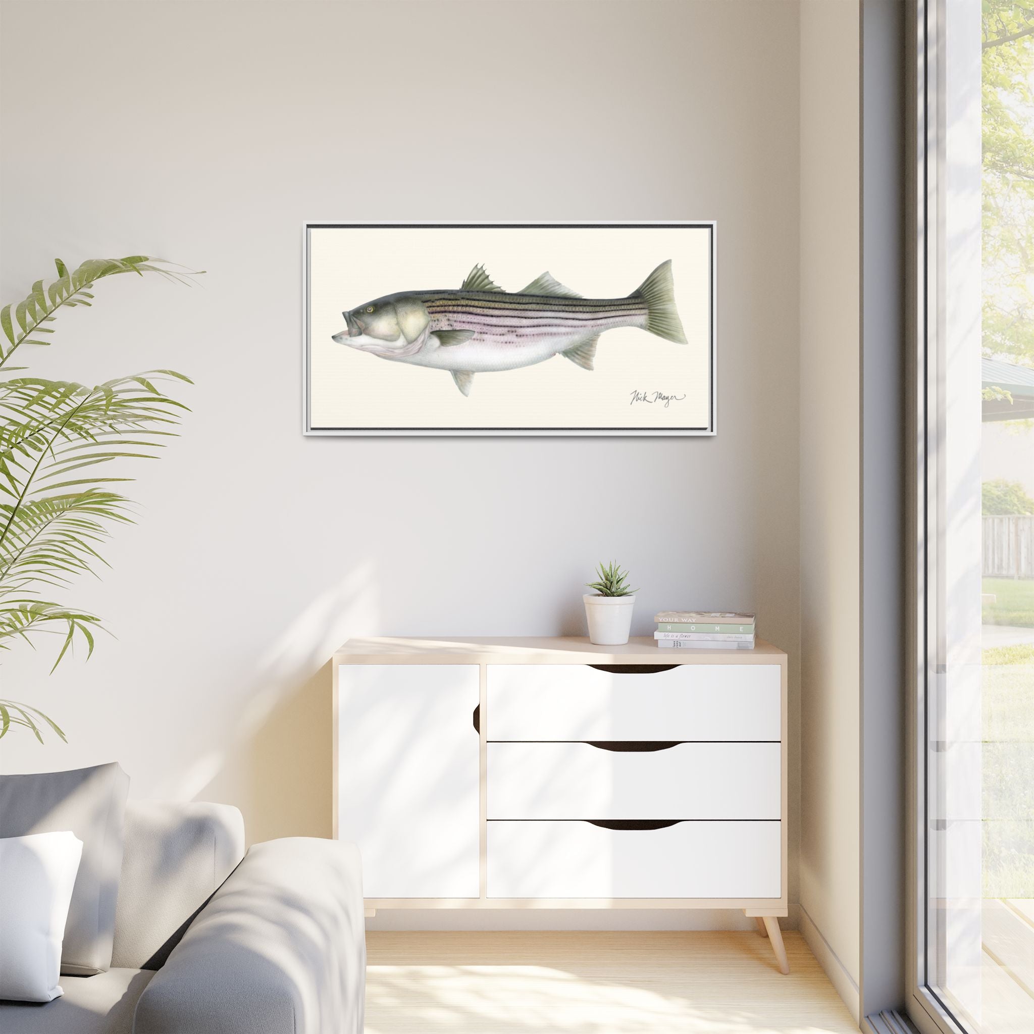 Striped Bass, 30 lbs Framed Canvas Print