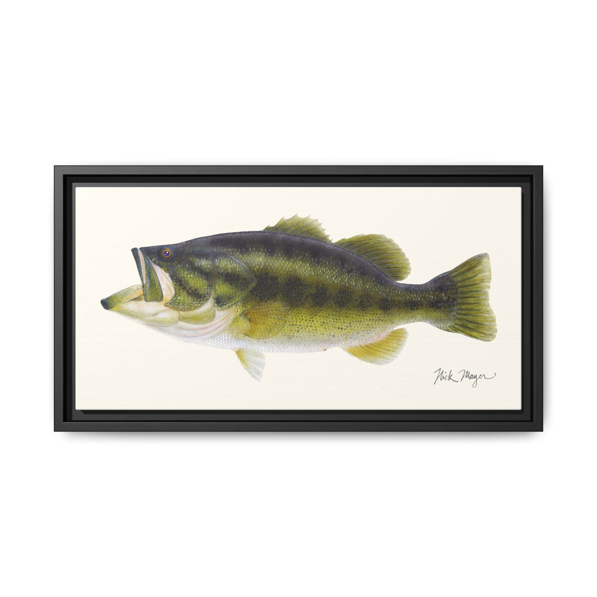 Largemouth Bass I Framed Canvas Print Printify