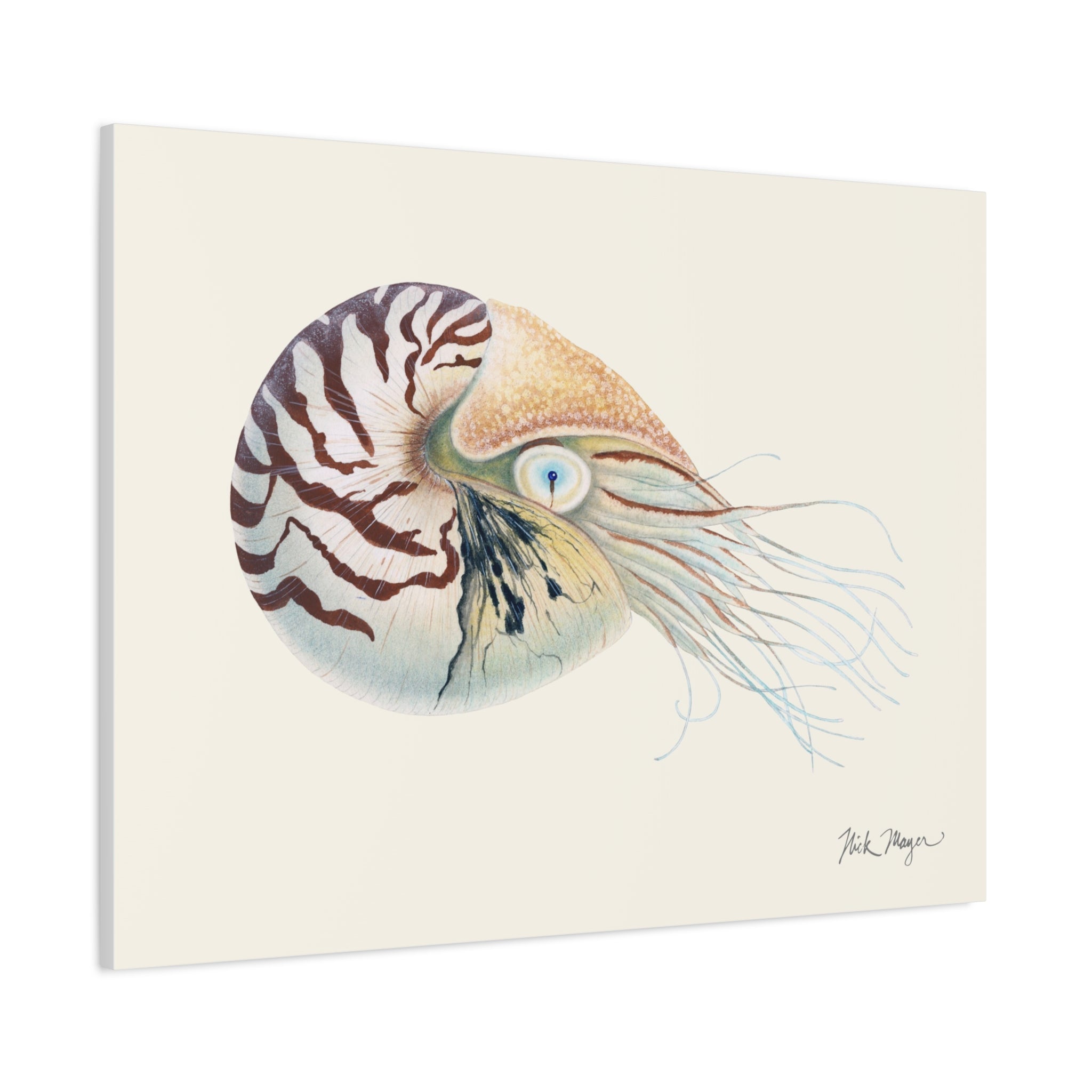 Chambered Nautilus Canvas Print