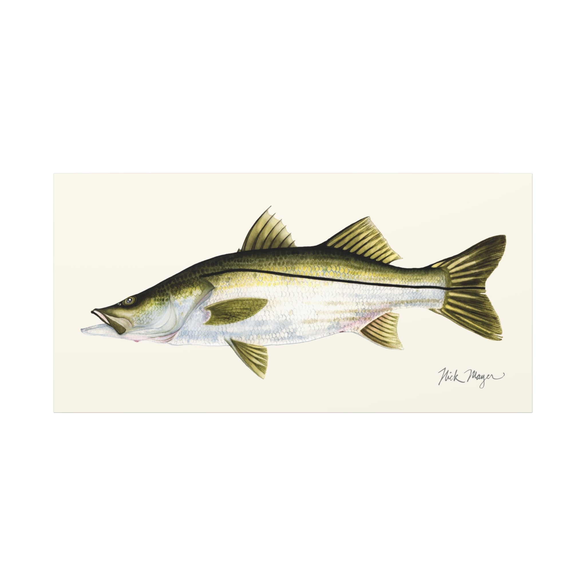 Snook Canvas Print