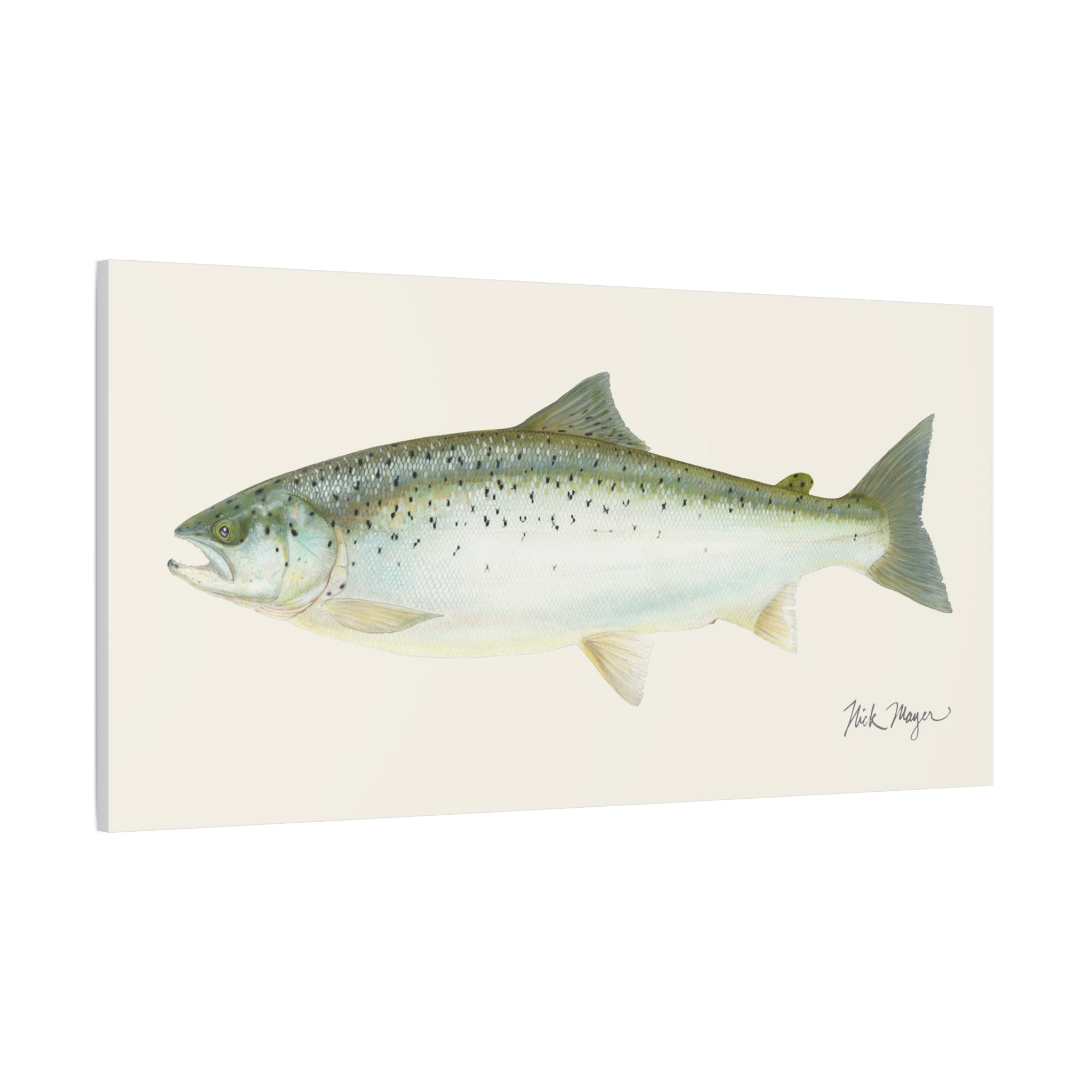 Landlocked Salmon Canvas Print