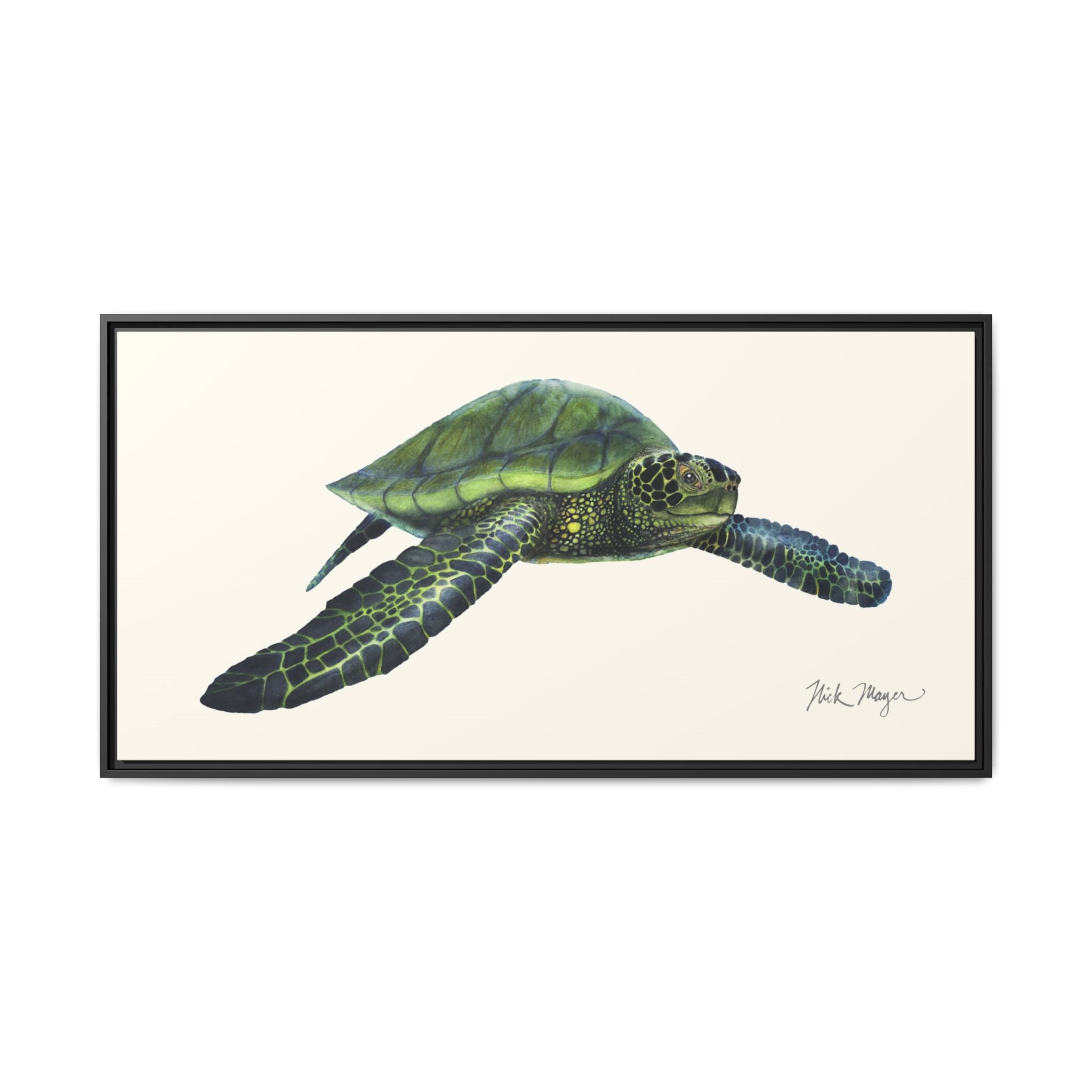 Green Sea Turtle I Framed Canvas Print Printify