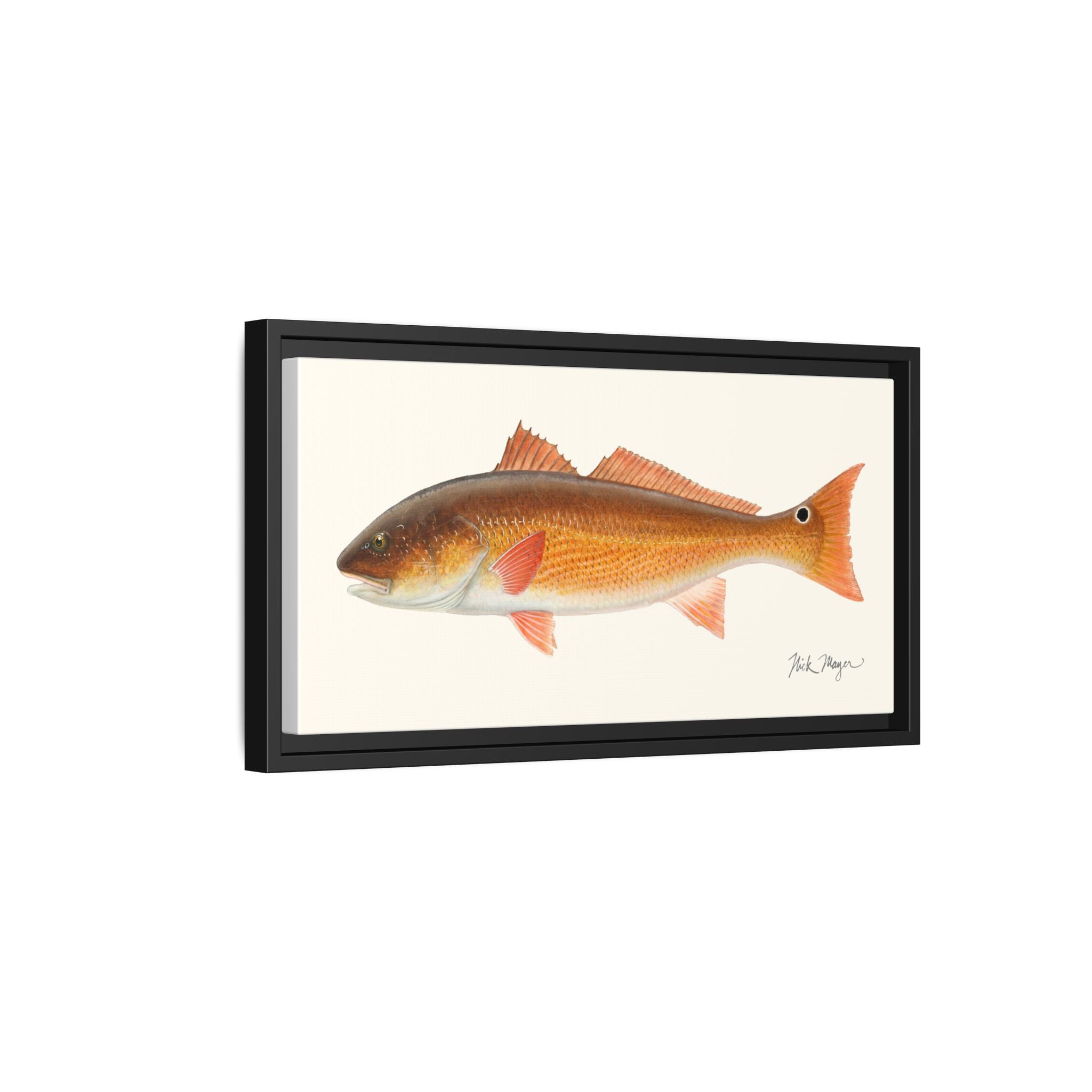 Redfish, 15 lbs Framed Canvas Print Printify