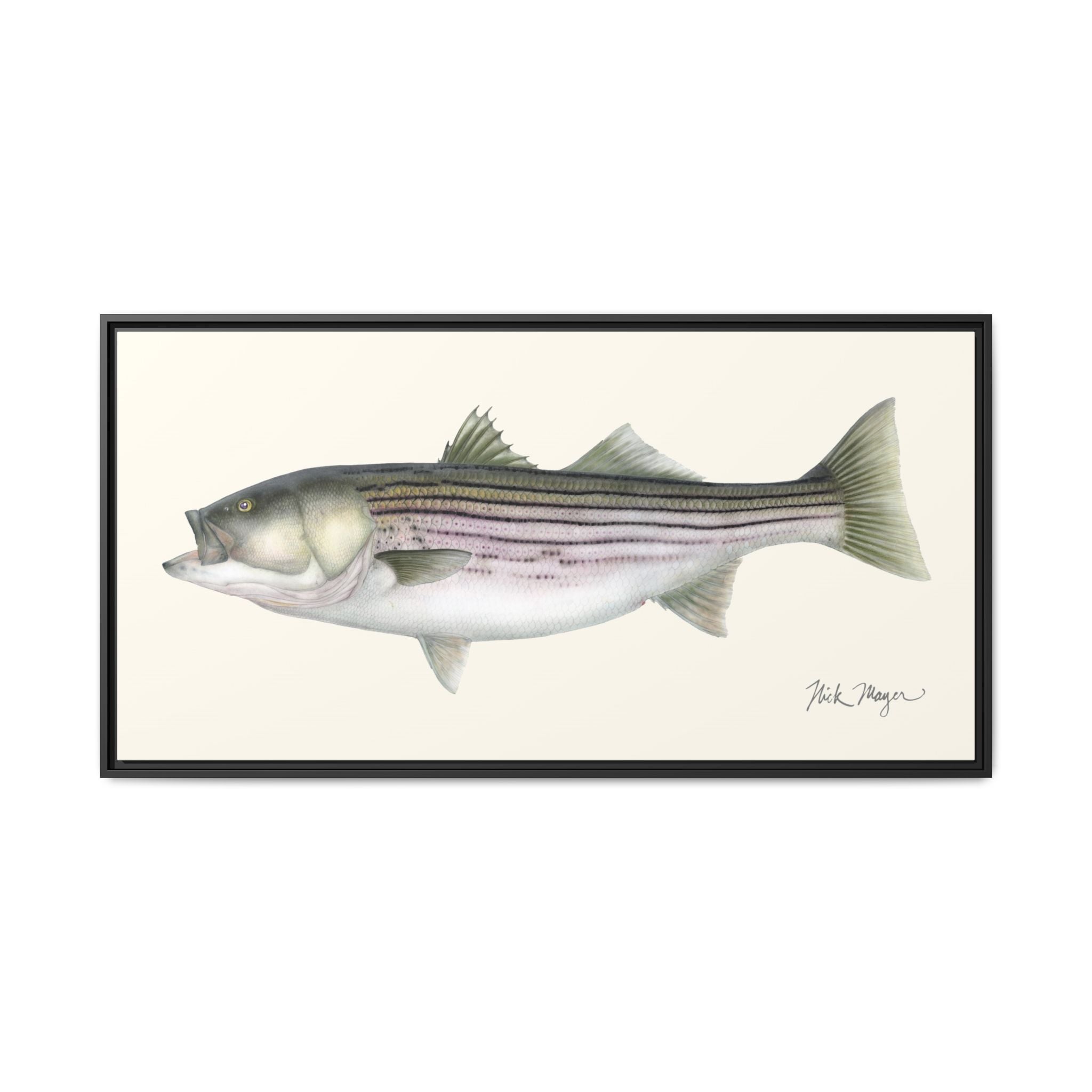Striped Bass, 30 lbs Framed Canvas Print