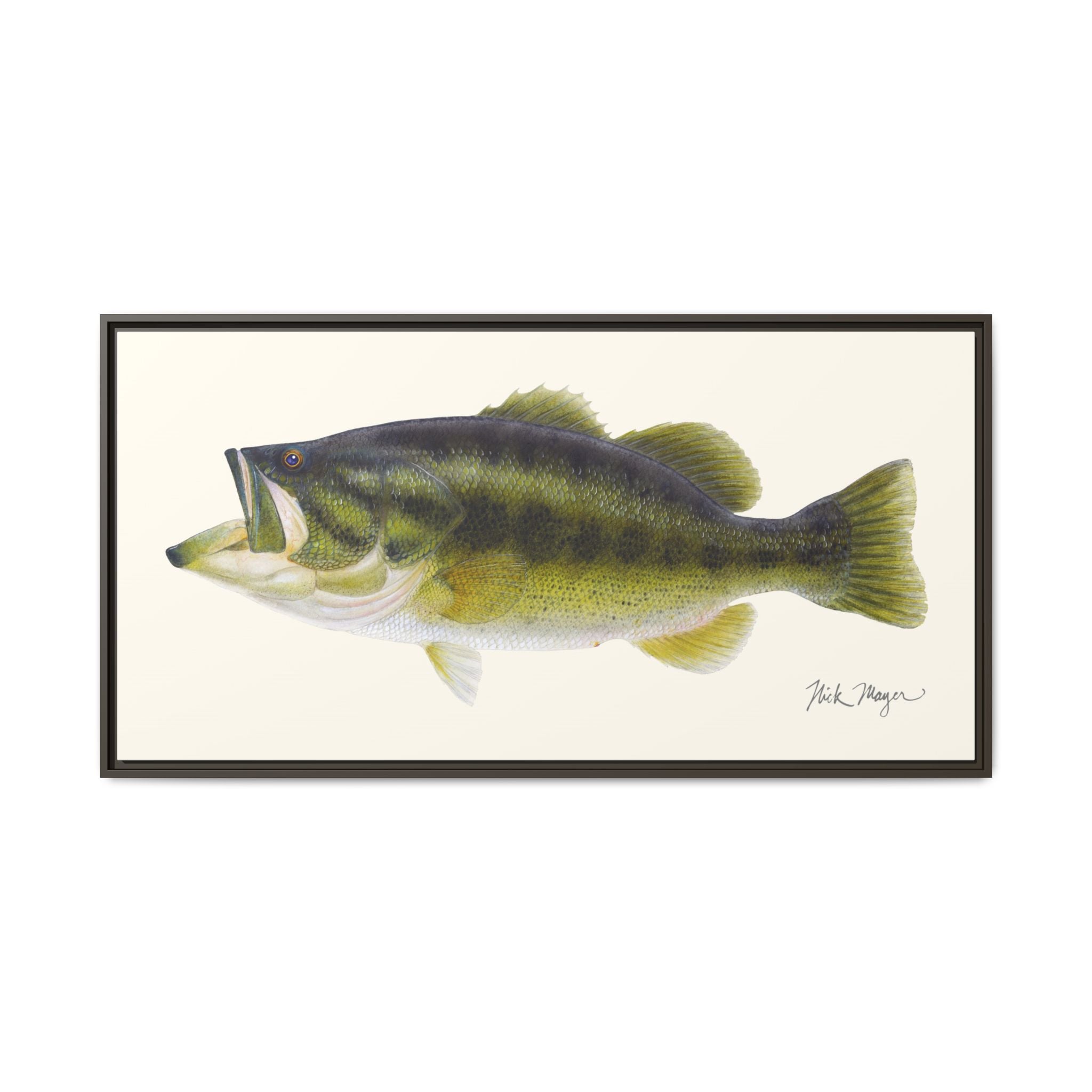 Largemouth Bass I Framed Canvas Print Printify