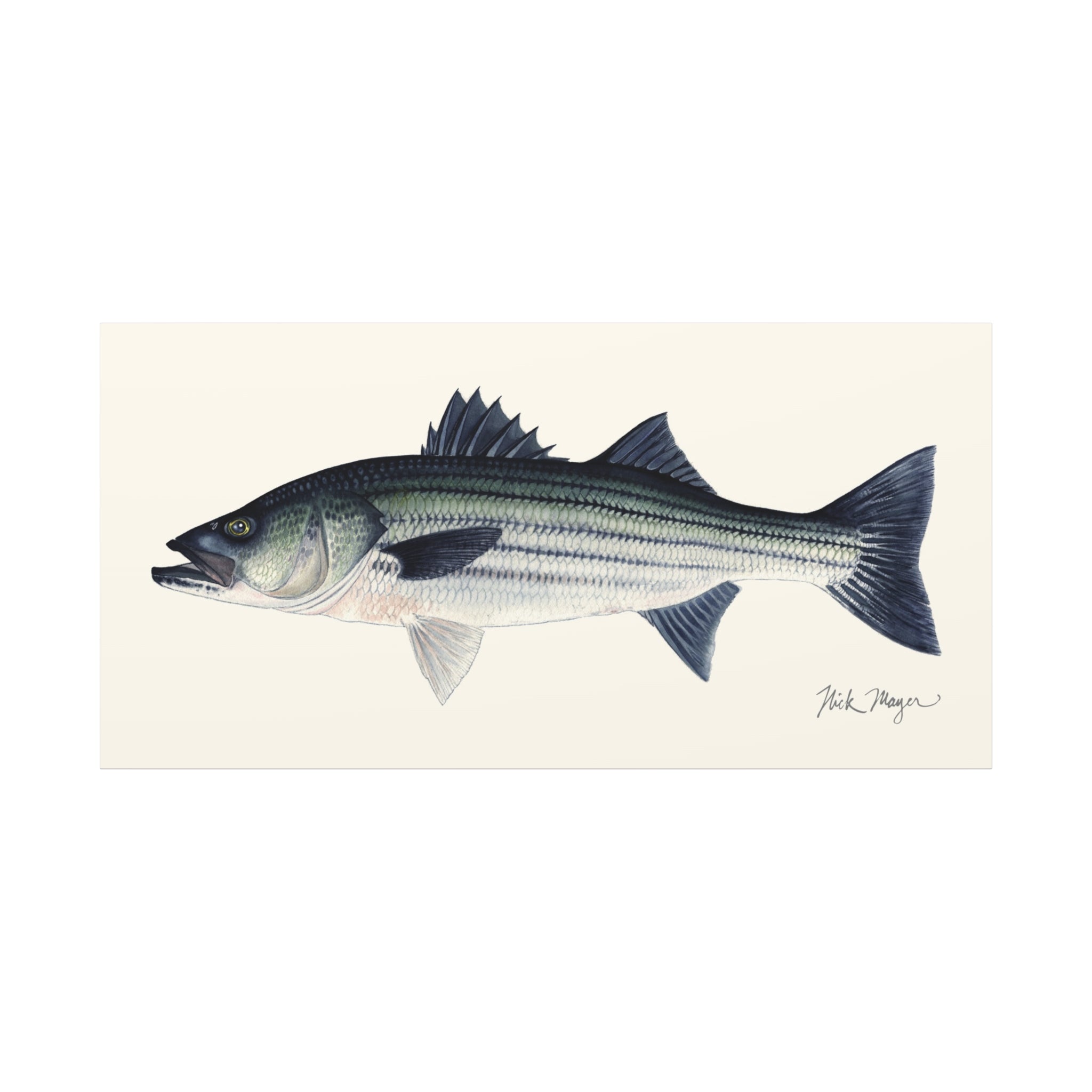 Schoolie Striped Bass I Canvas Print