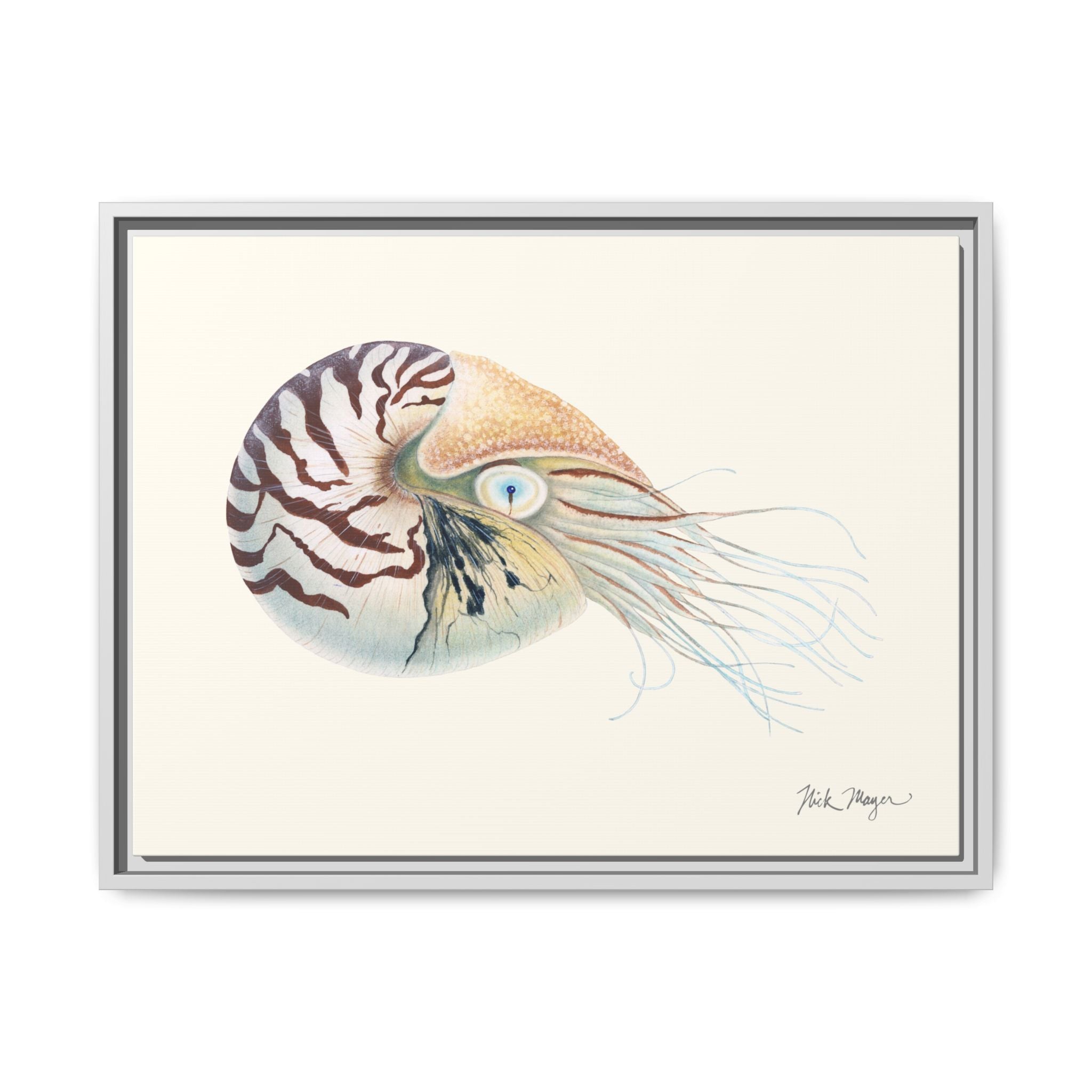 Chambered Nautilus Framed Canvas Print Printify