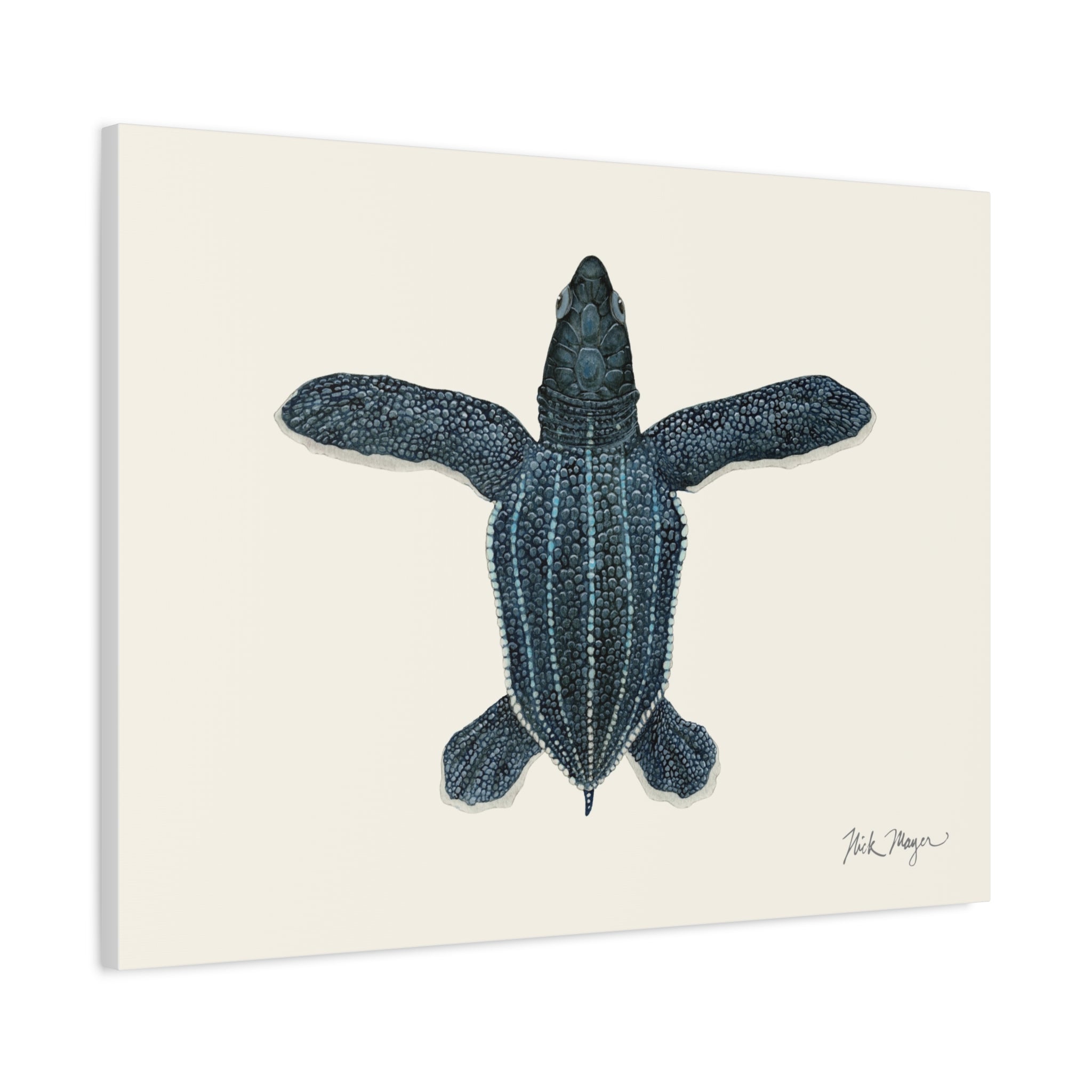 Hatchling Leatherback Sea Turtle Canvas Print