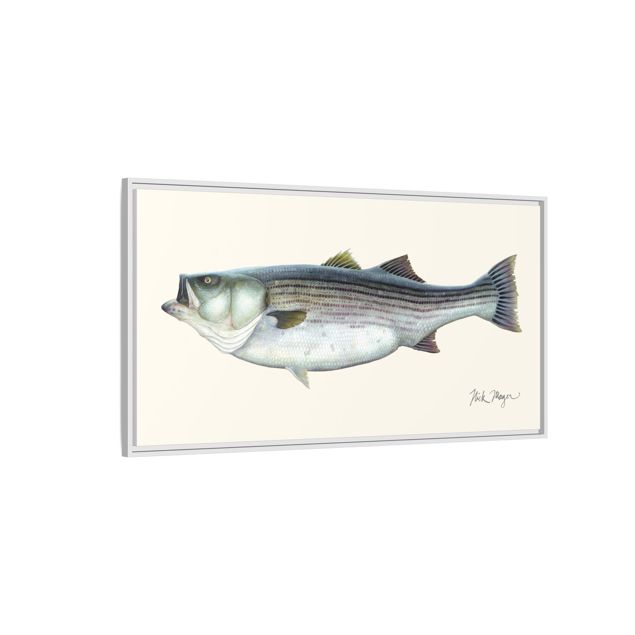 Striped Bass, 60 lbs Framed Canvas Print Printify