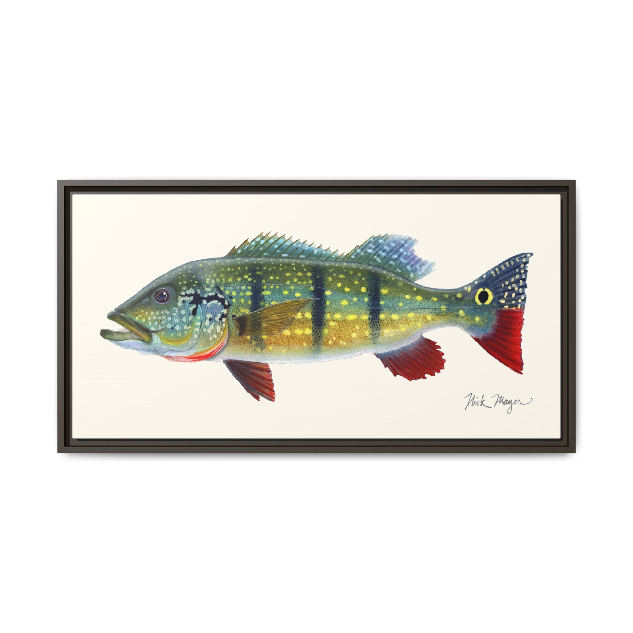 Peacock Bass Framed Canvas Print Printify