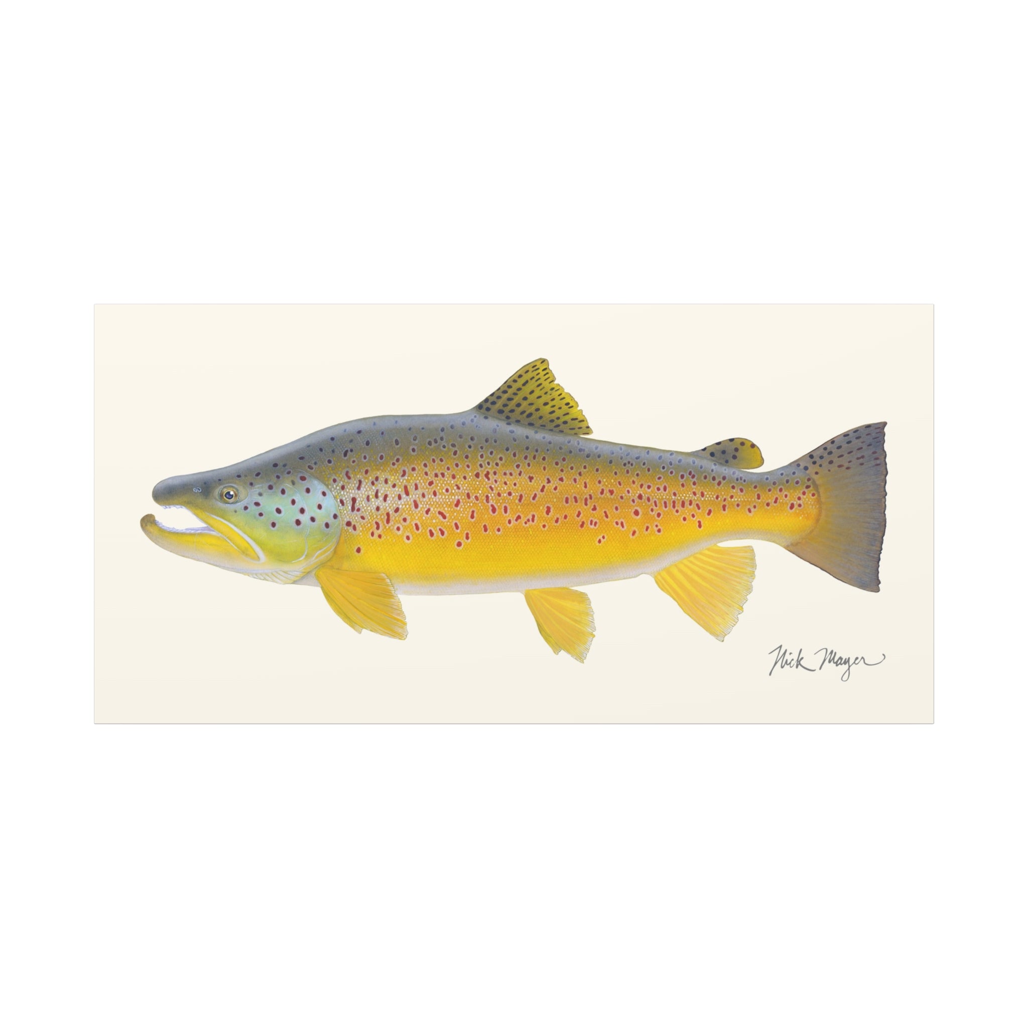 Brown Trout III Canvas Print, New!