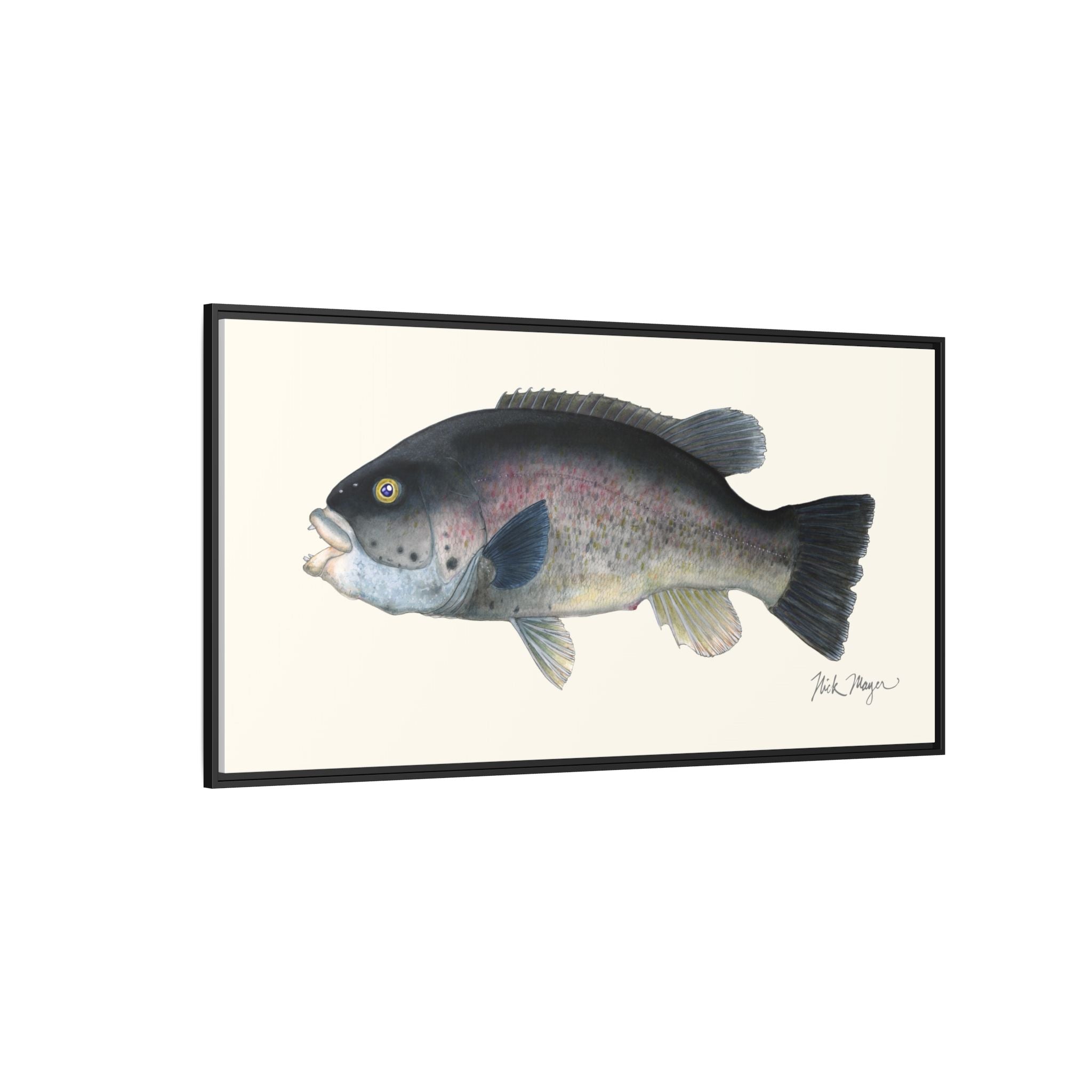 Tautog / Blackfish Framed Canvas Print Printify