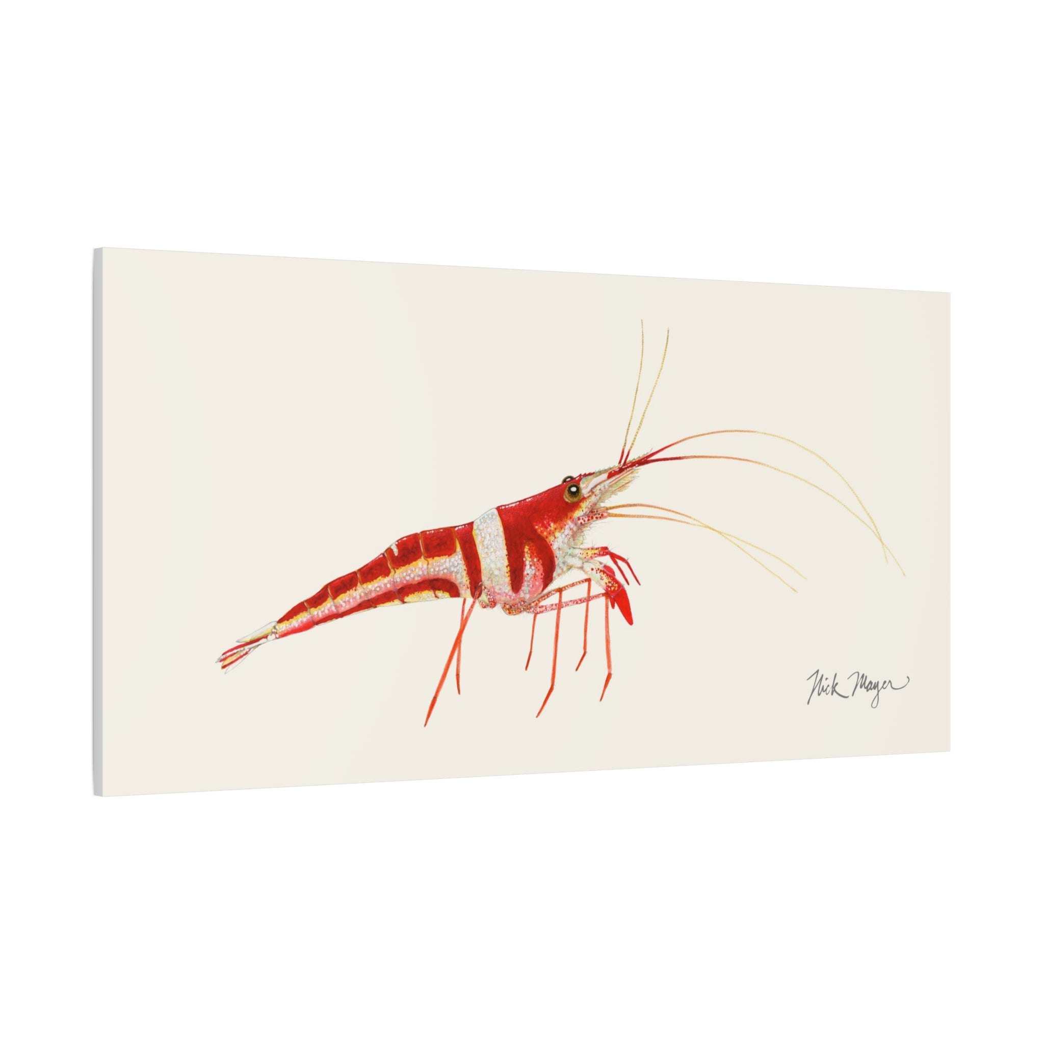 Sulawesi Harlequin Shrimp Canvas Print