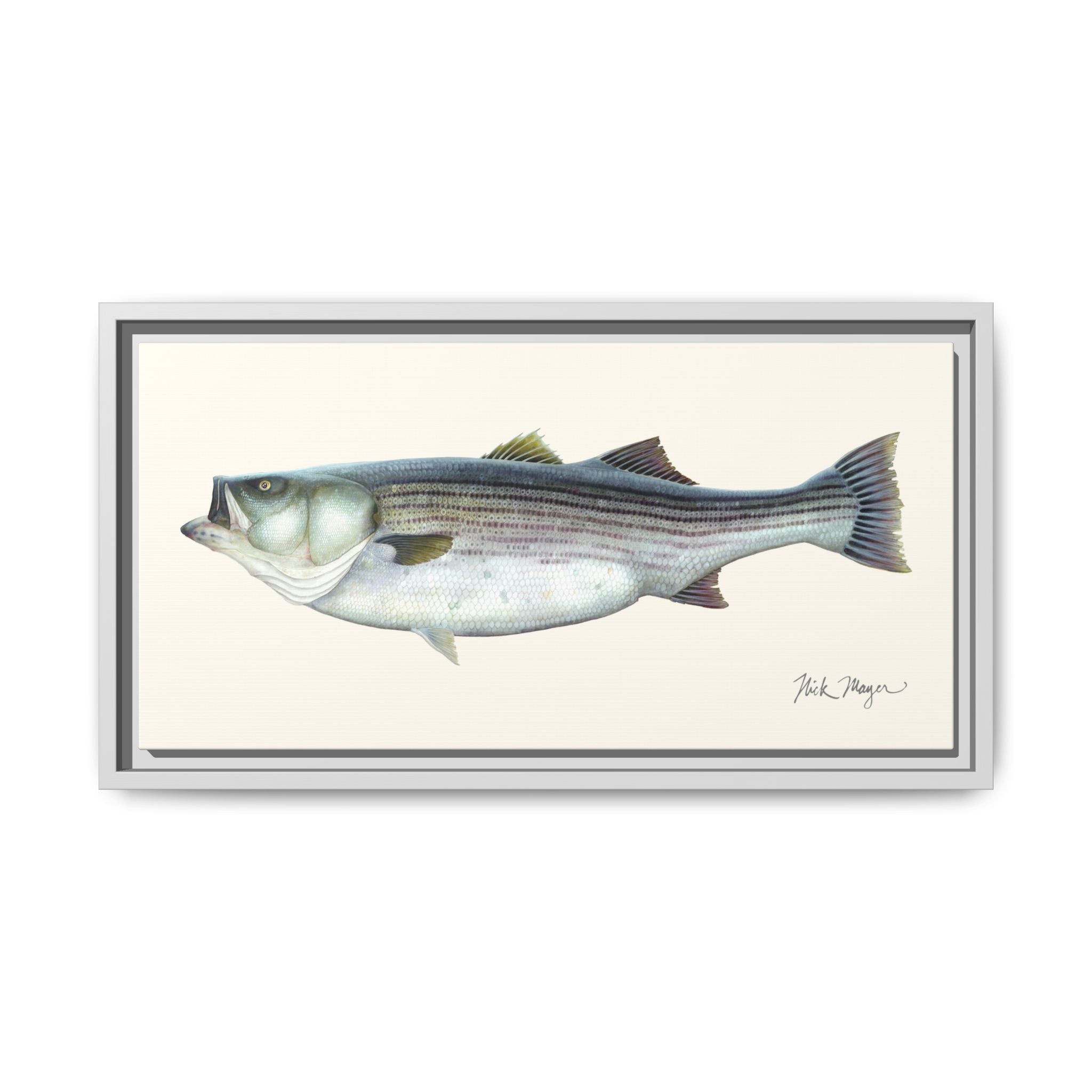 Striped Bass, 60 lbs Framed Canvas Print Printify